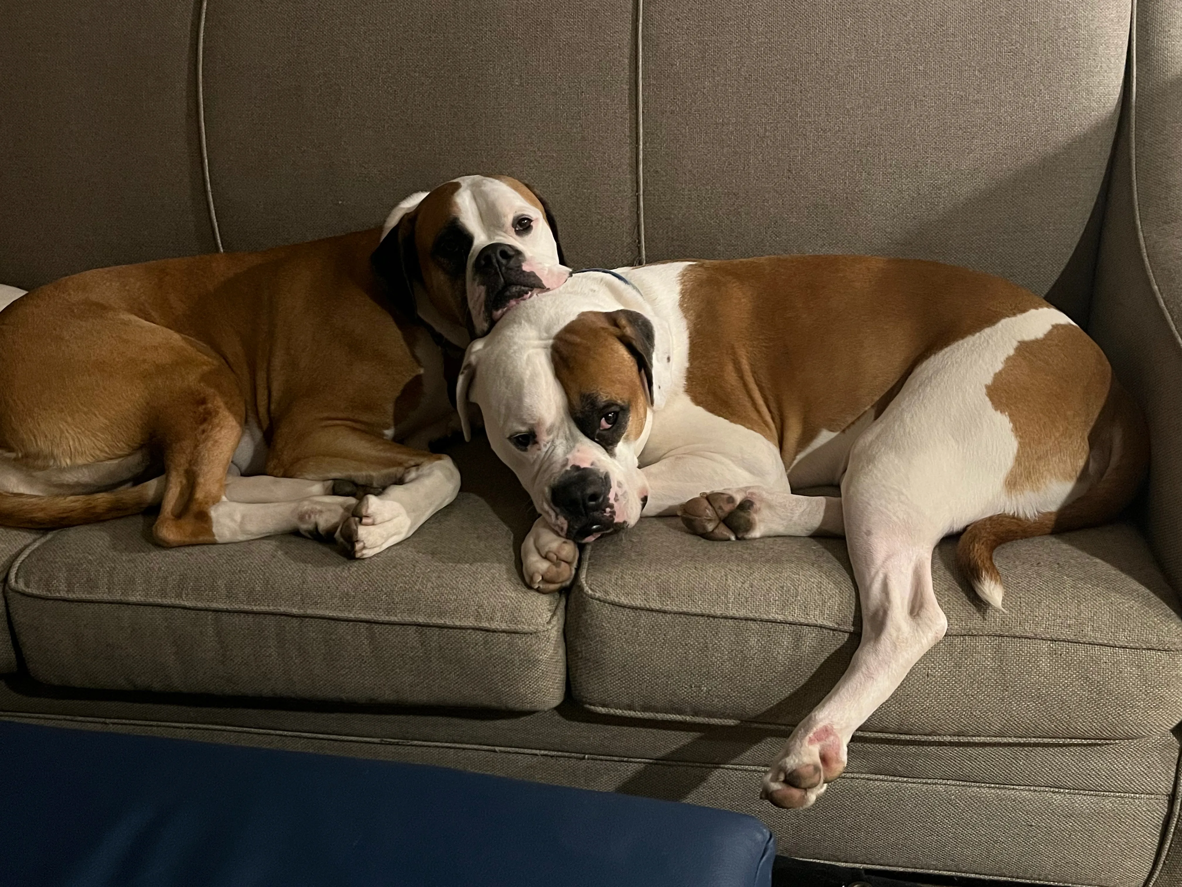 A pet in Rose's care