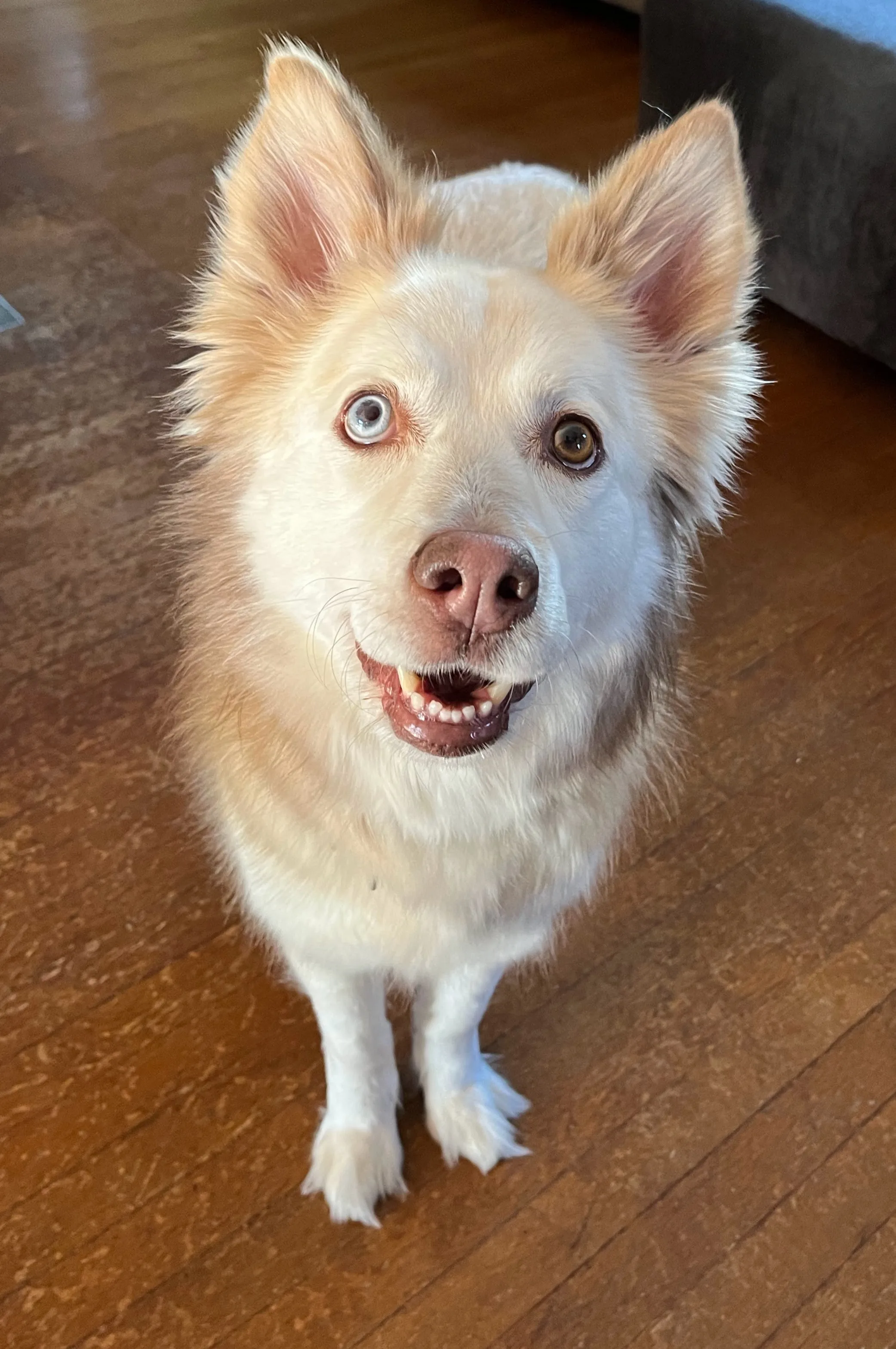 A pet in Rose's care