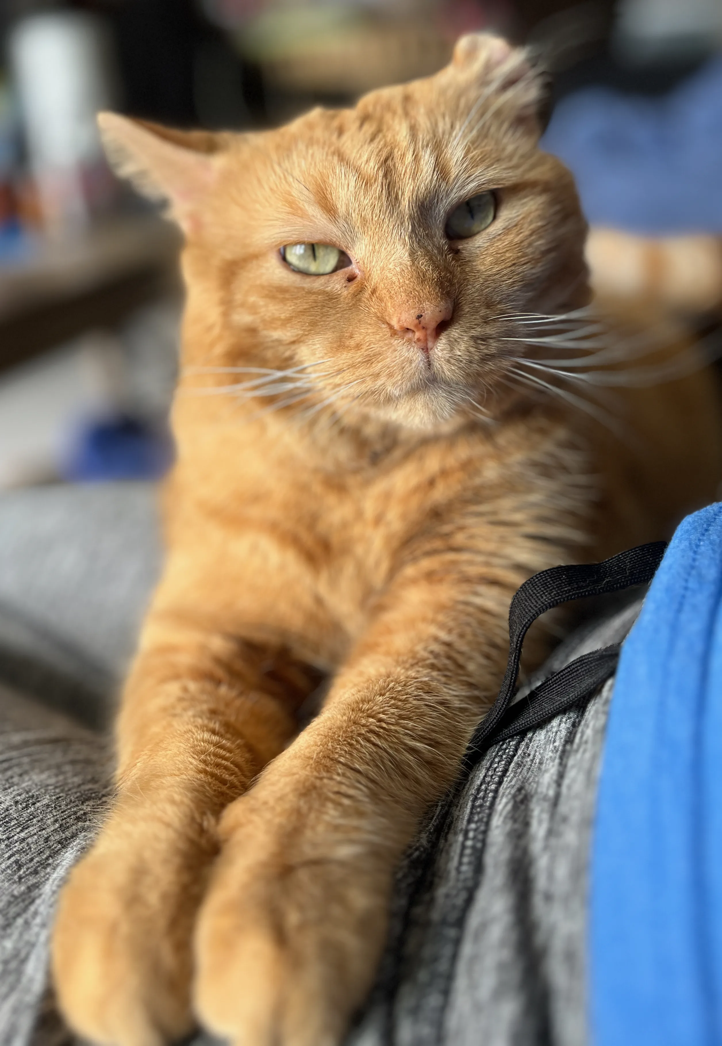 A pet in Rose's care