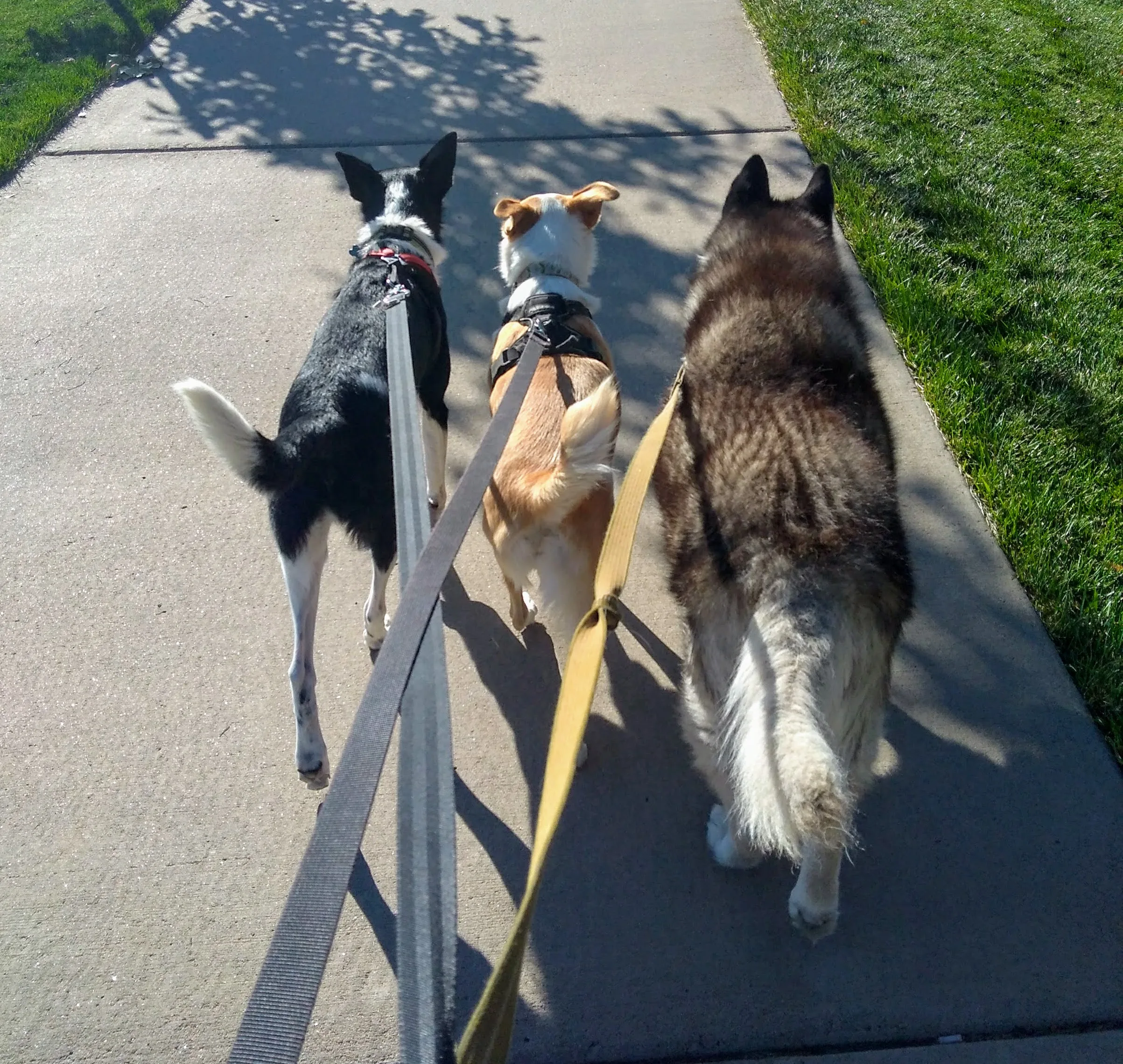 A pet in Rose's care