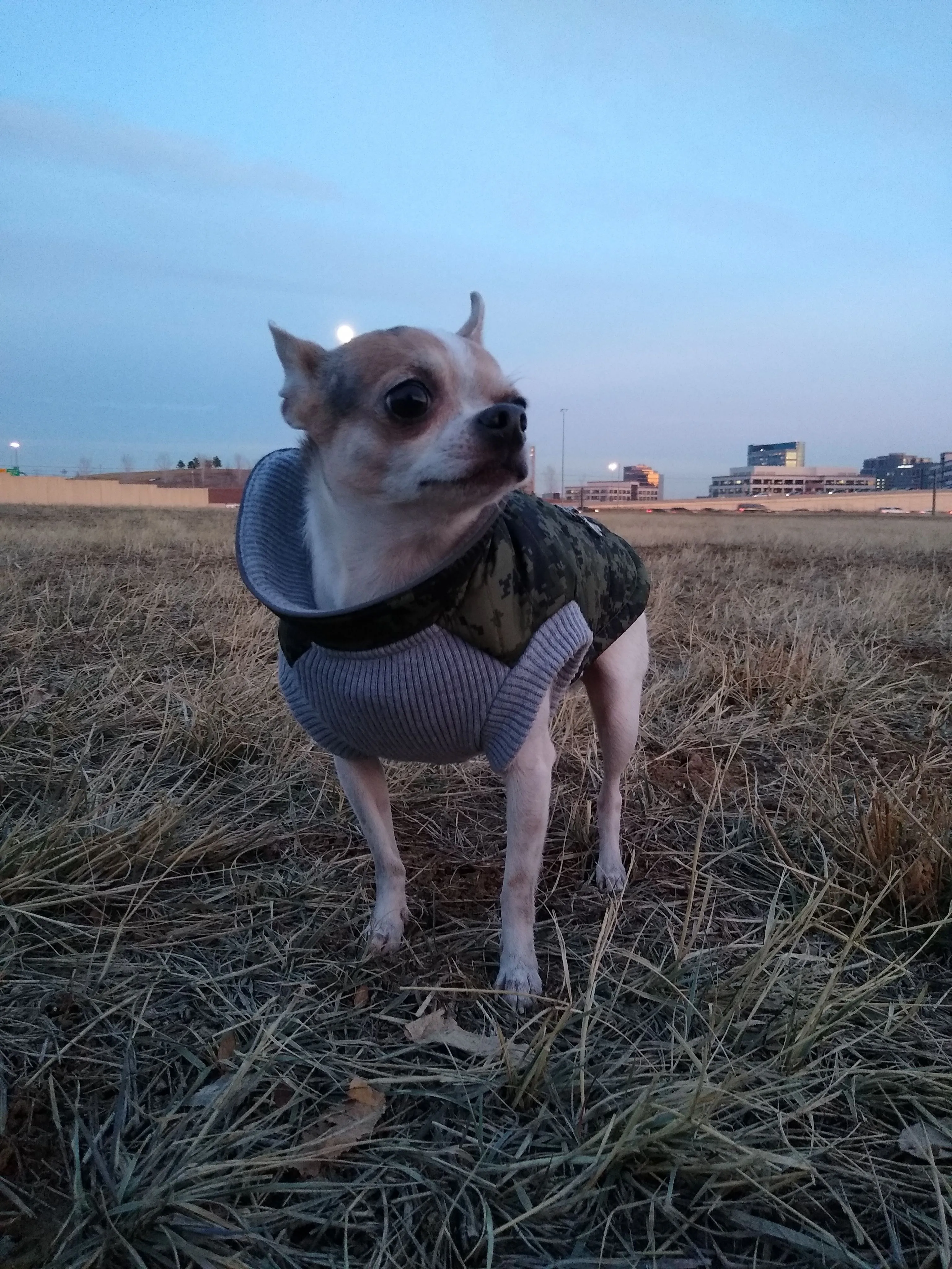 A pet in Rose's care