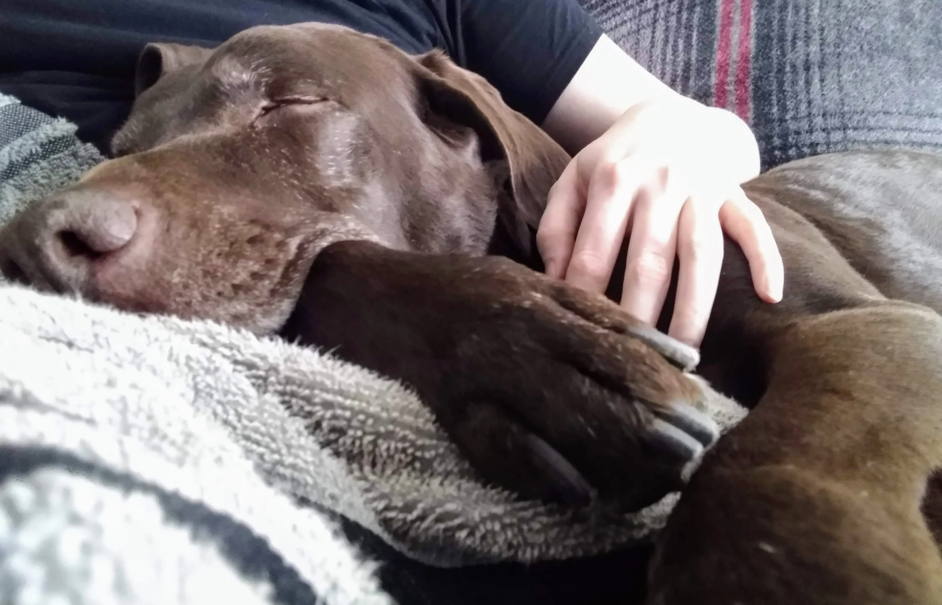 A pet in Rose's care