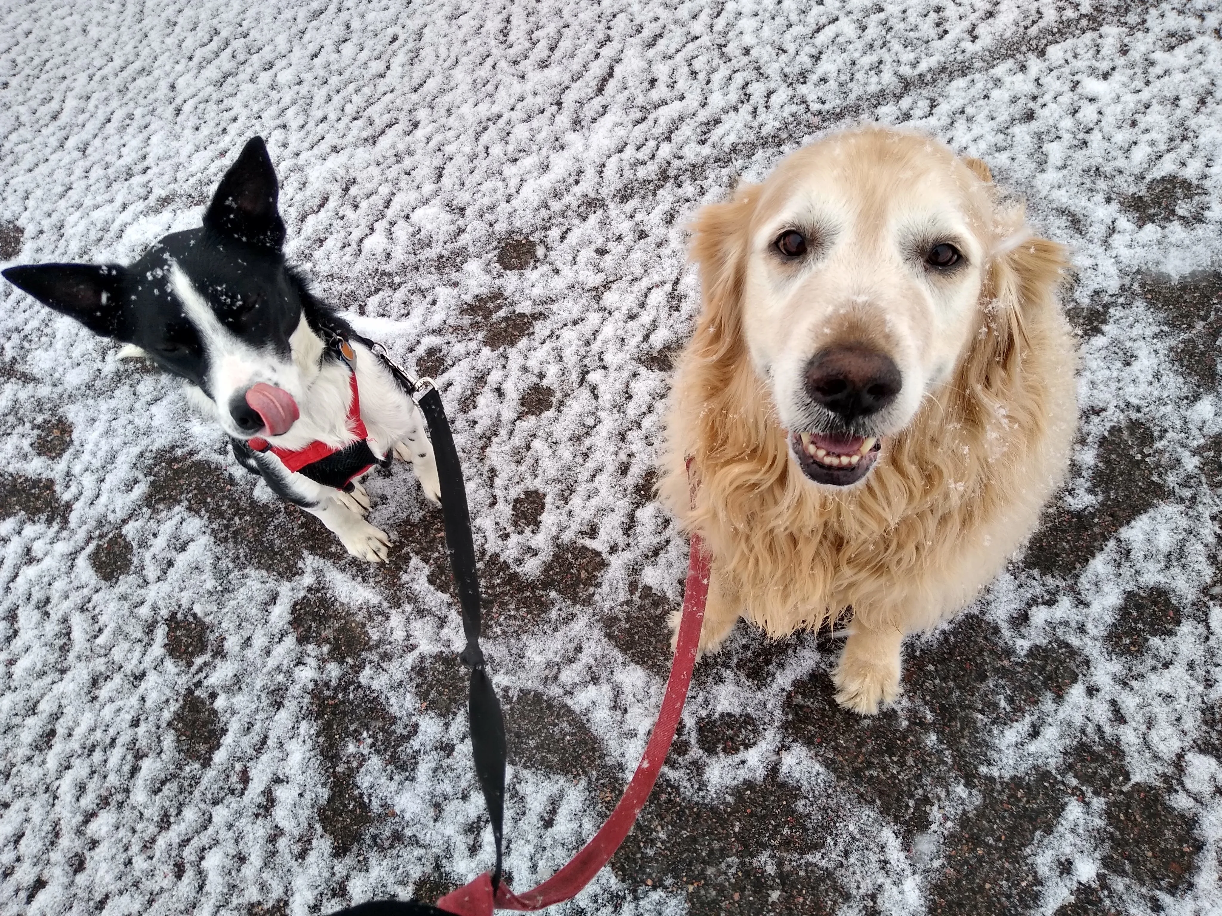 A pet in Rose's care