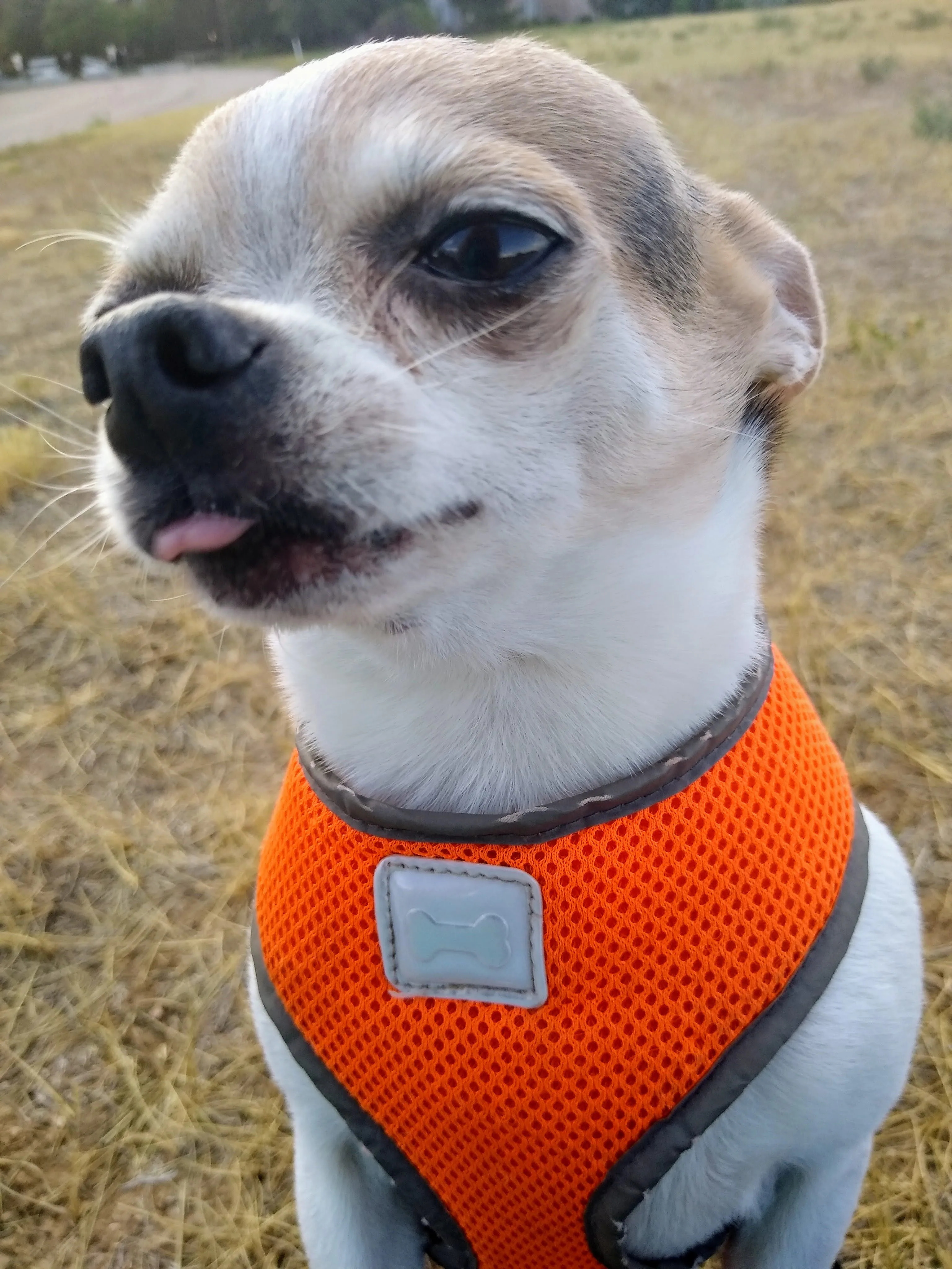 A pet in Rose's care