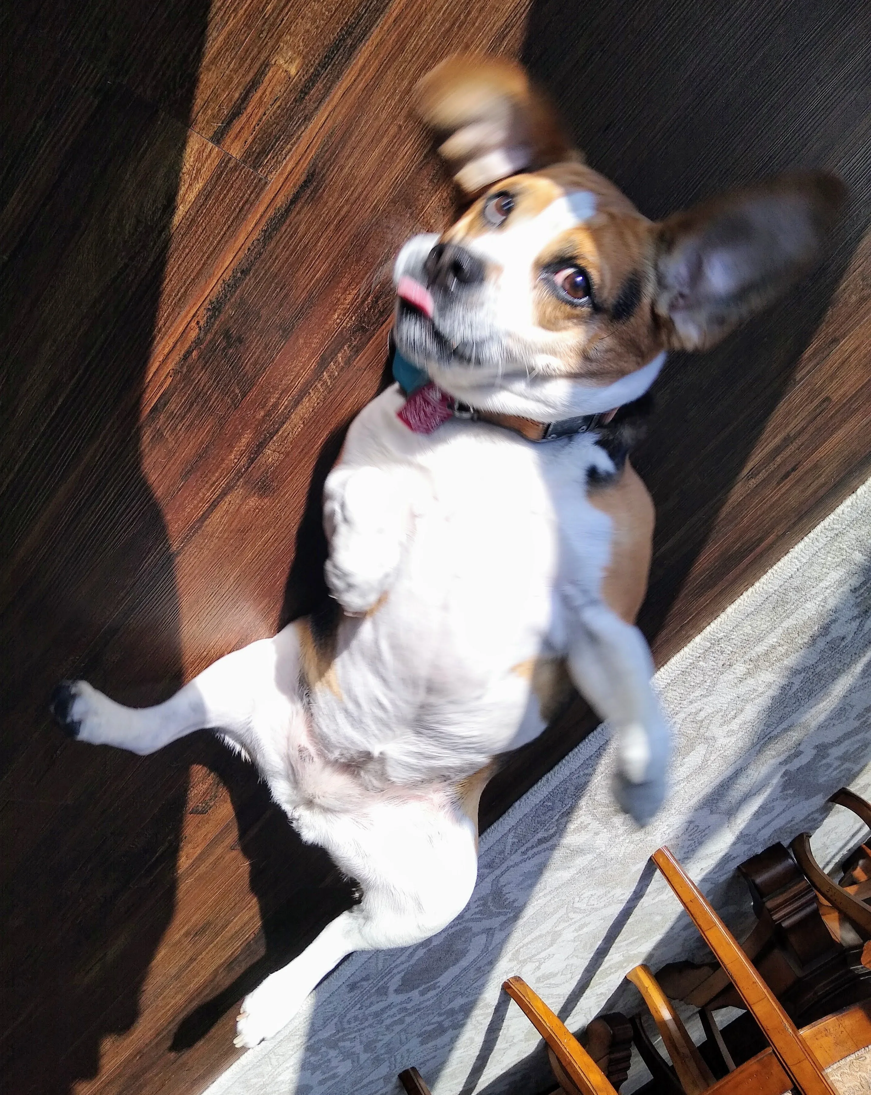 A pet in Rose's care