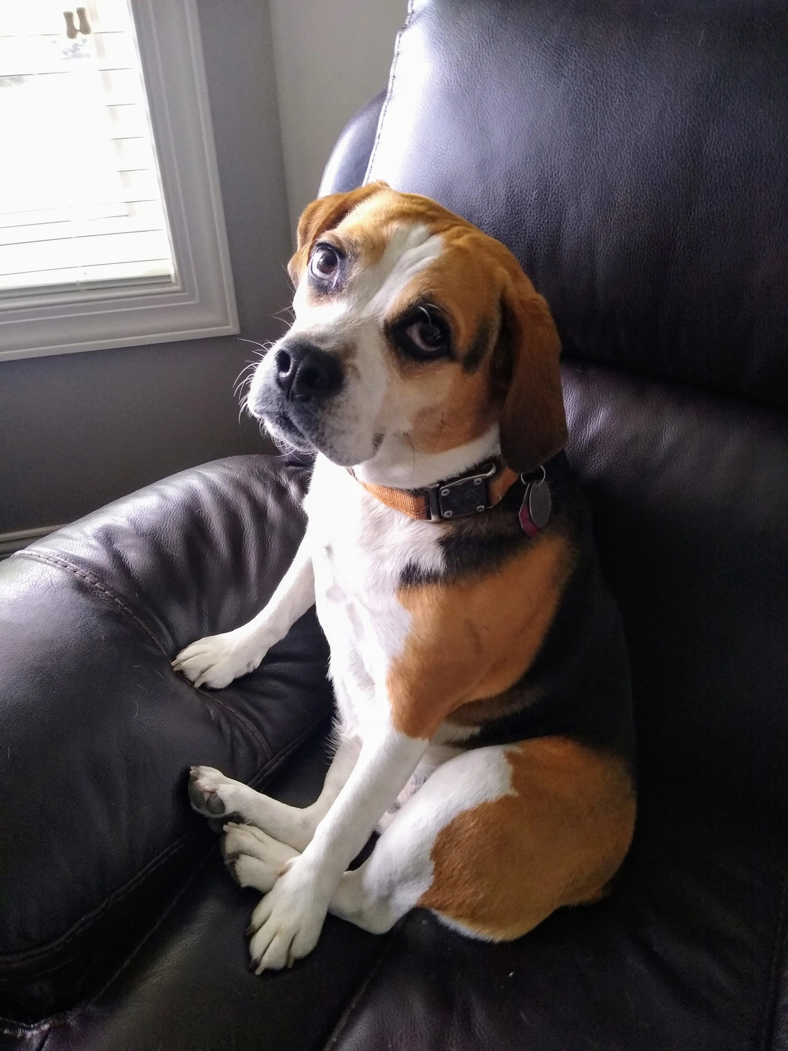 A pet in Rose's care