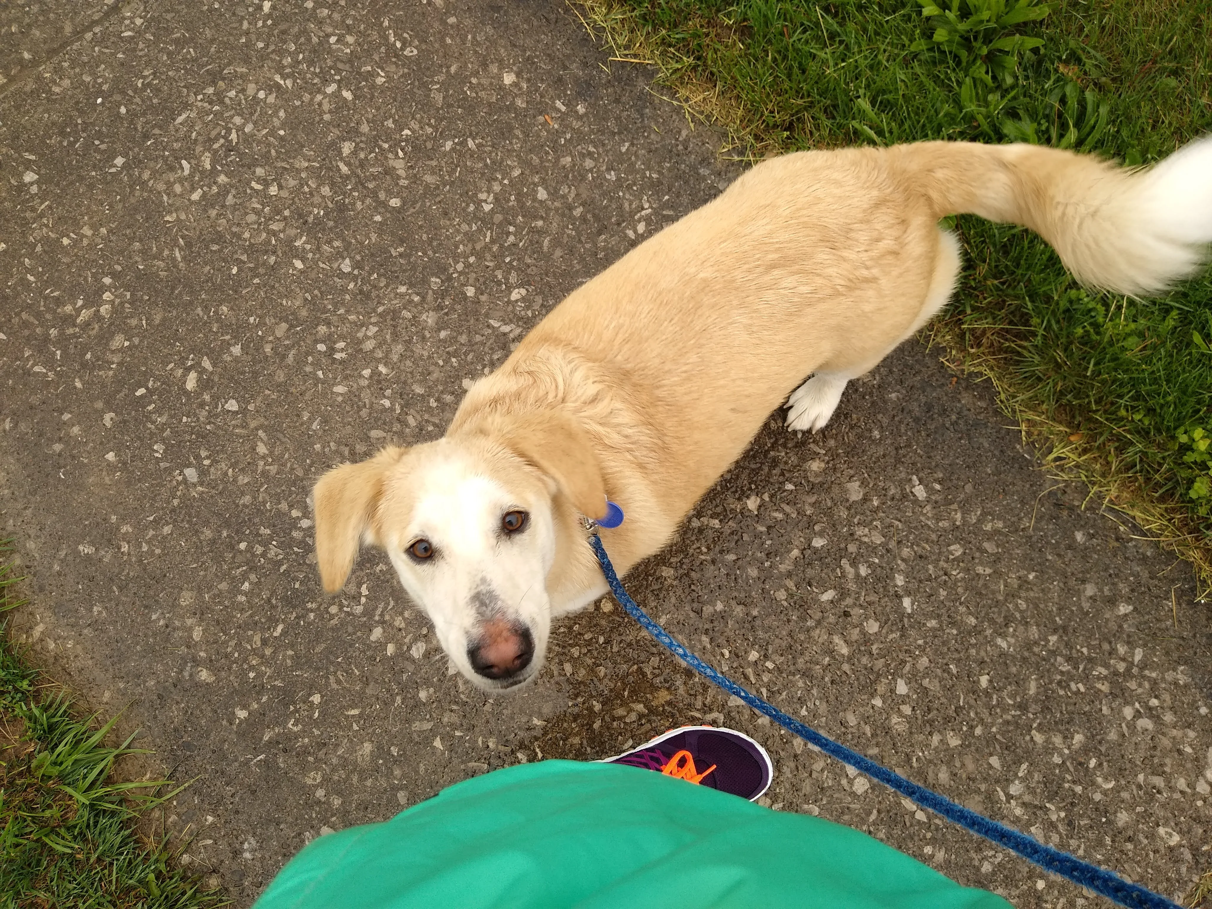 A pet in Rose's care