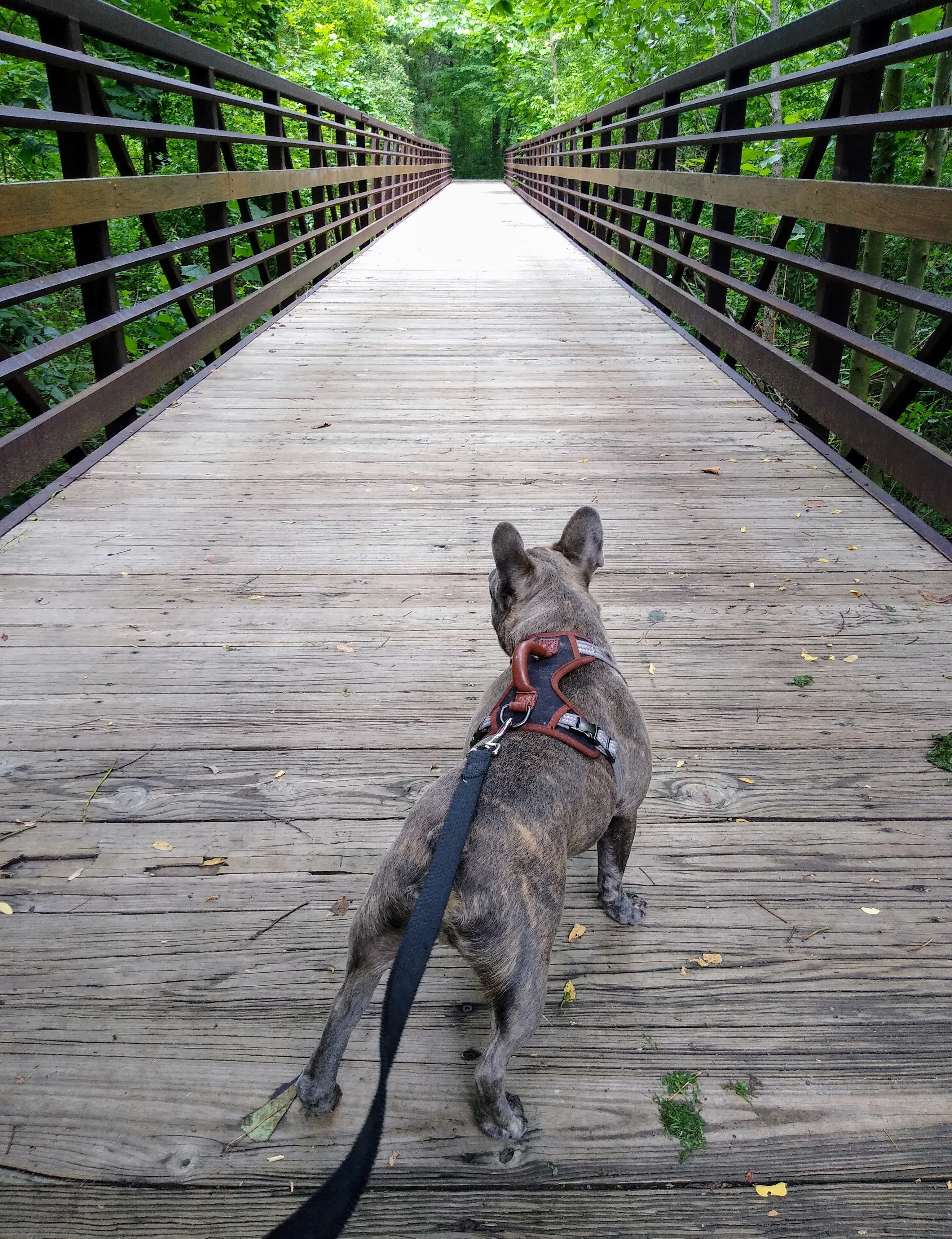 A pet in Rose's care