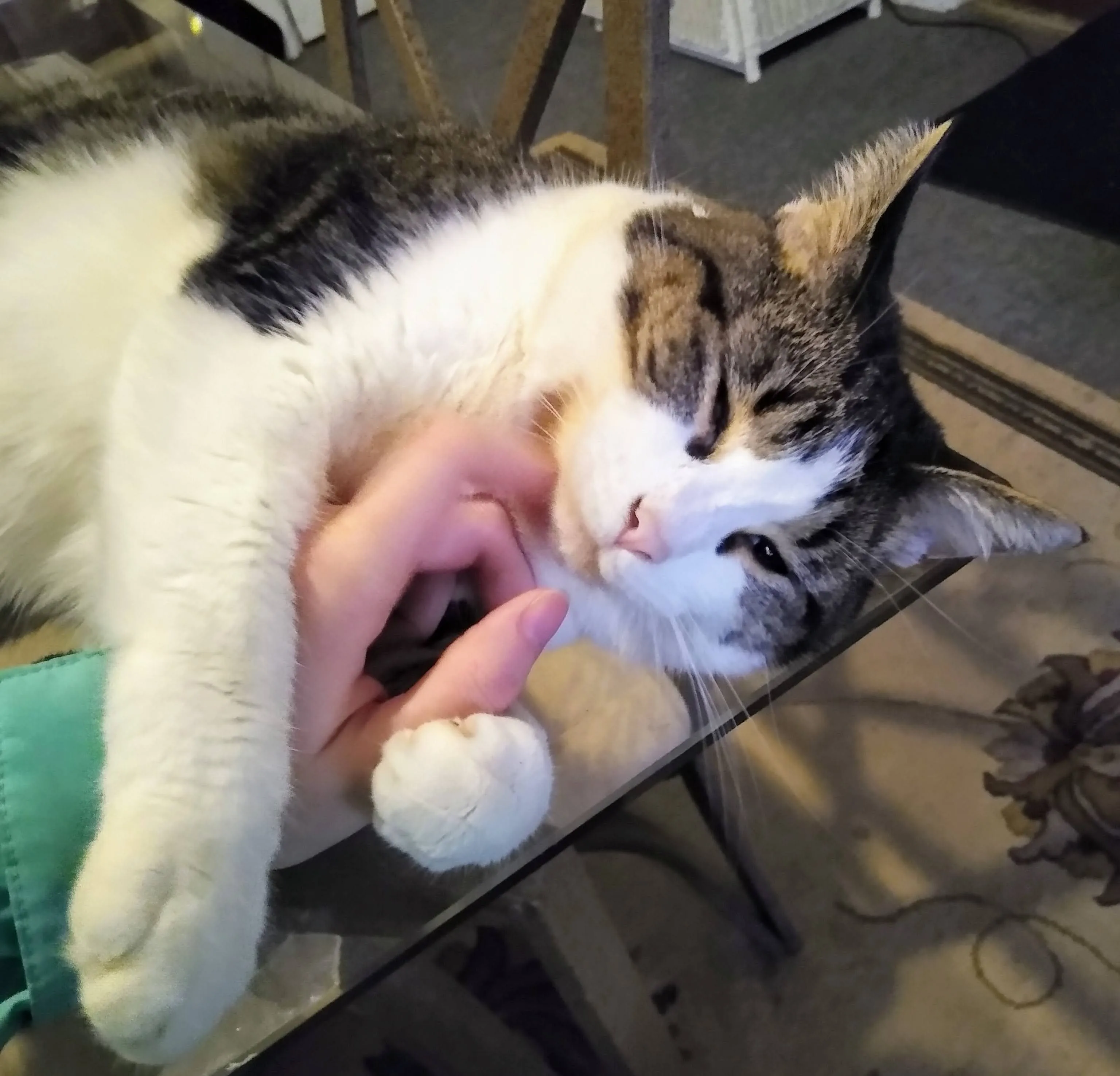 A pet in Rose's care