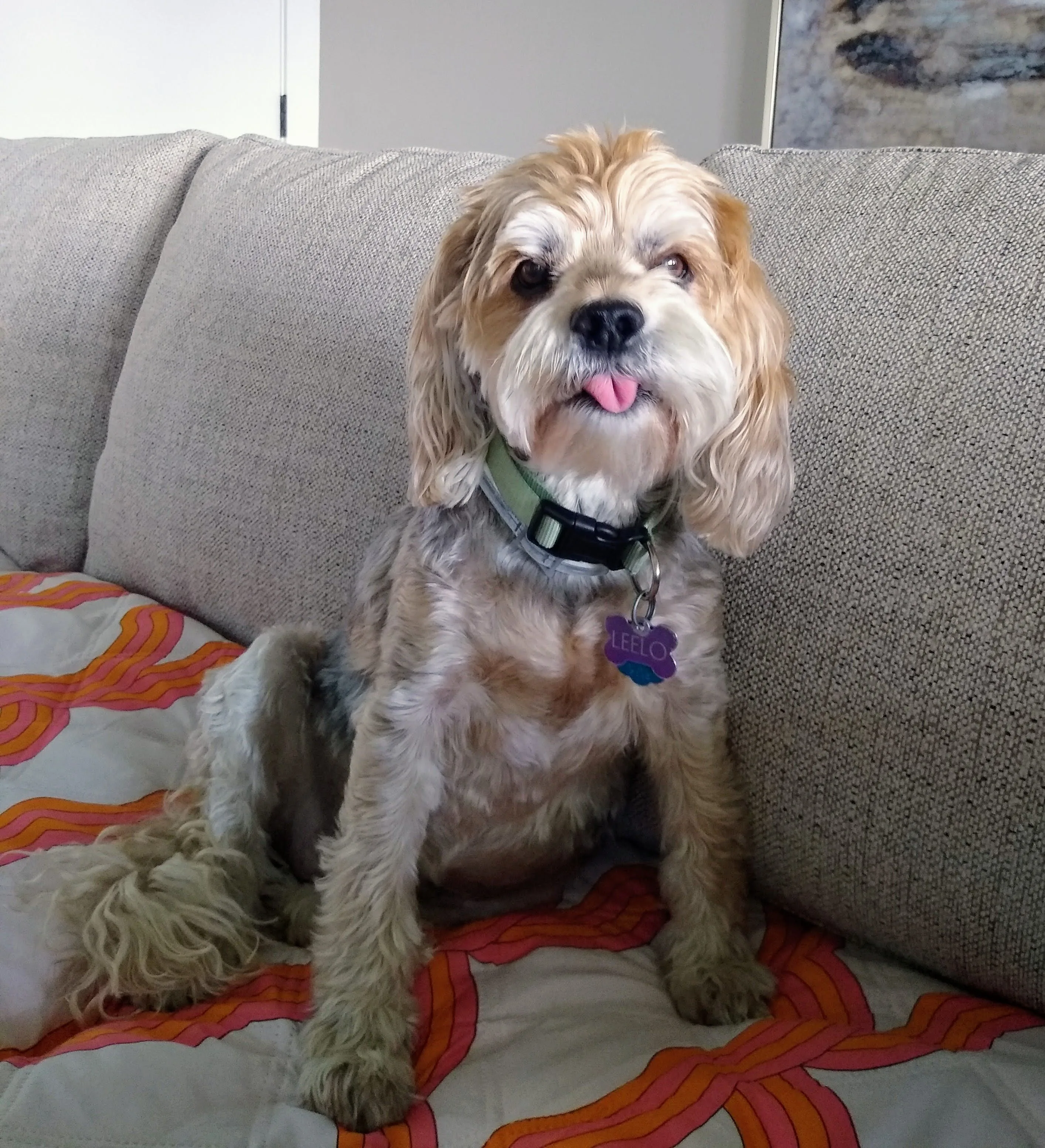 A pet in Rose's care