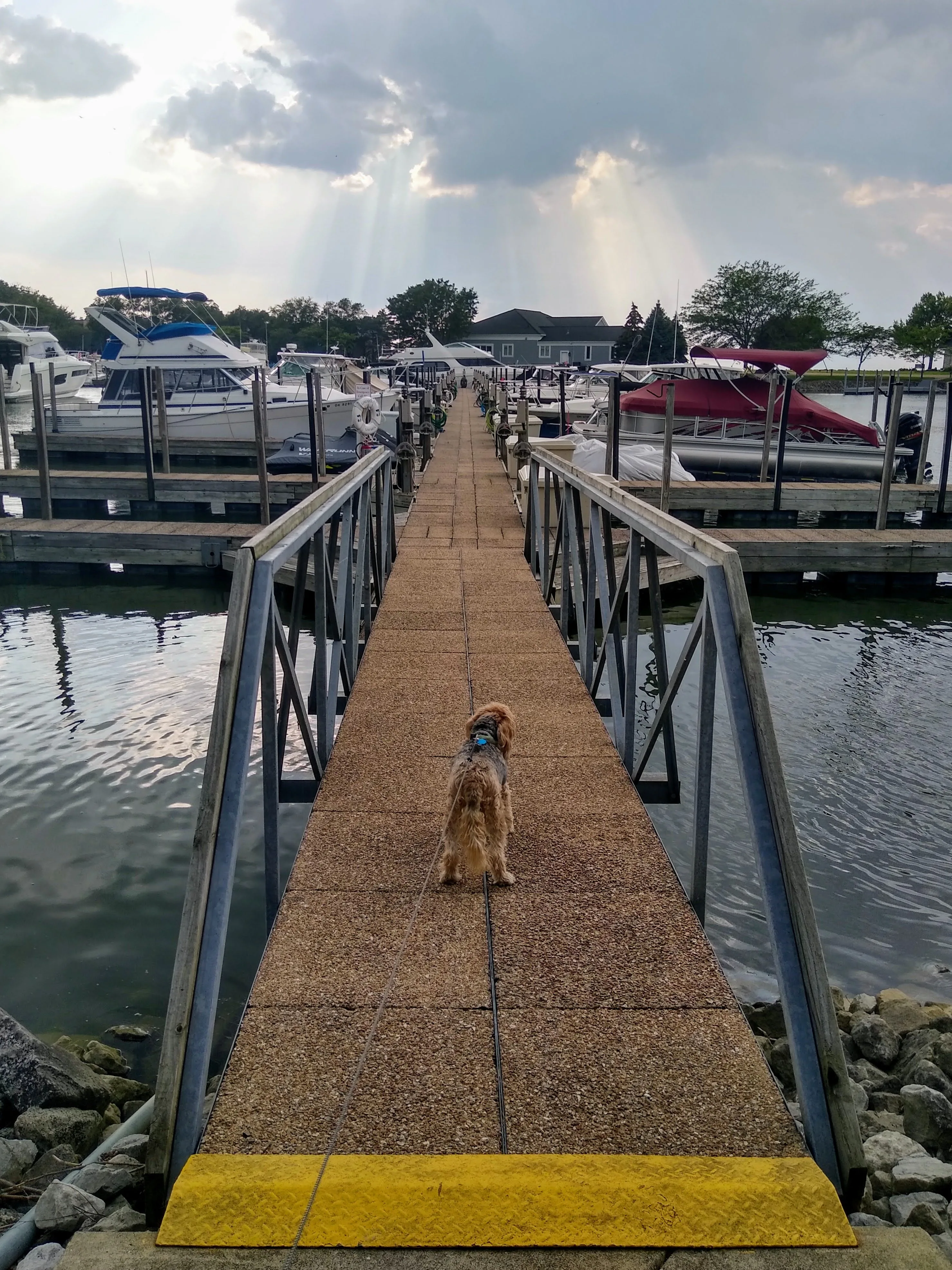 A pet in Rose's care