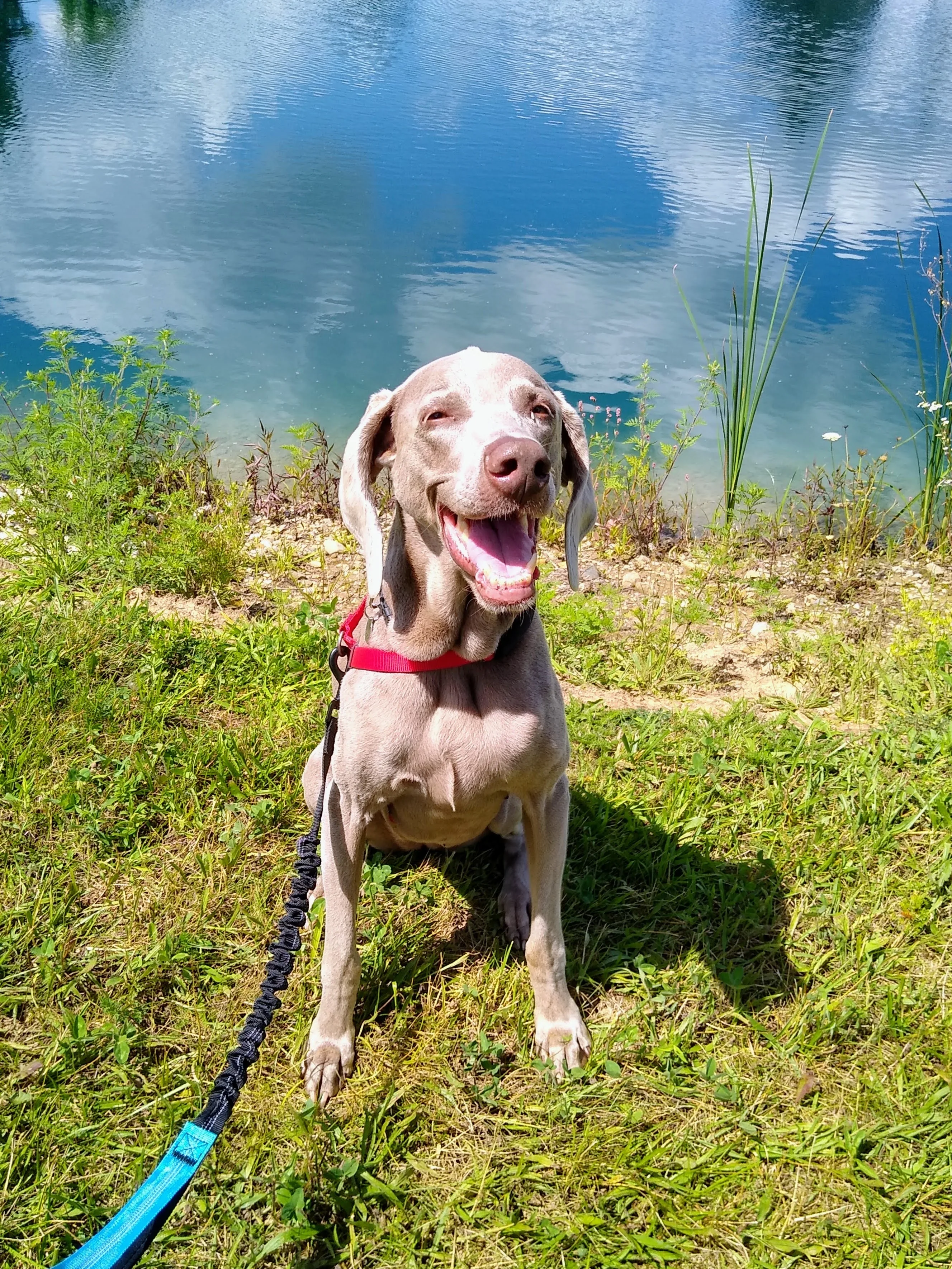 A pet in Rose's care