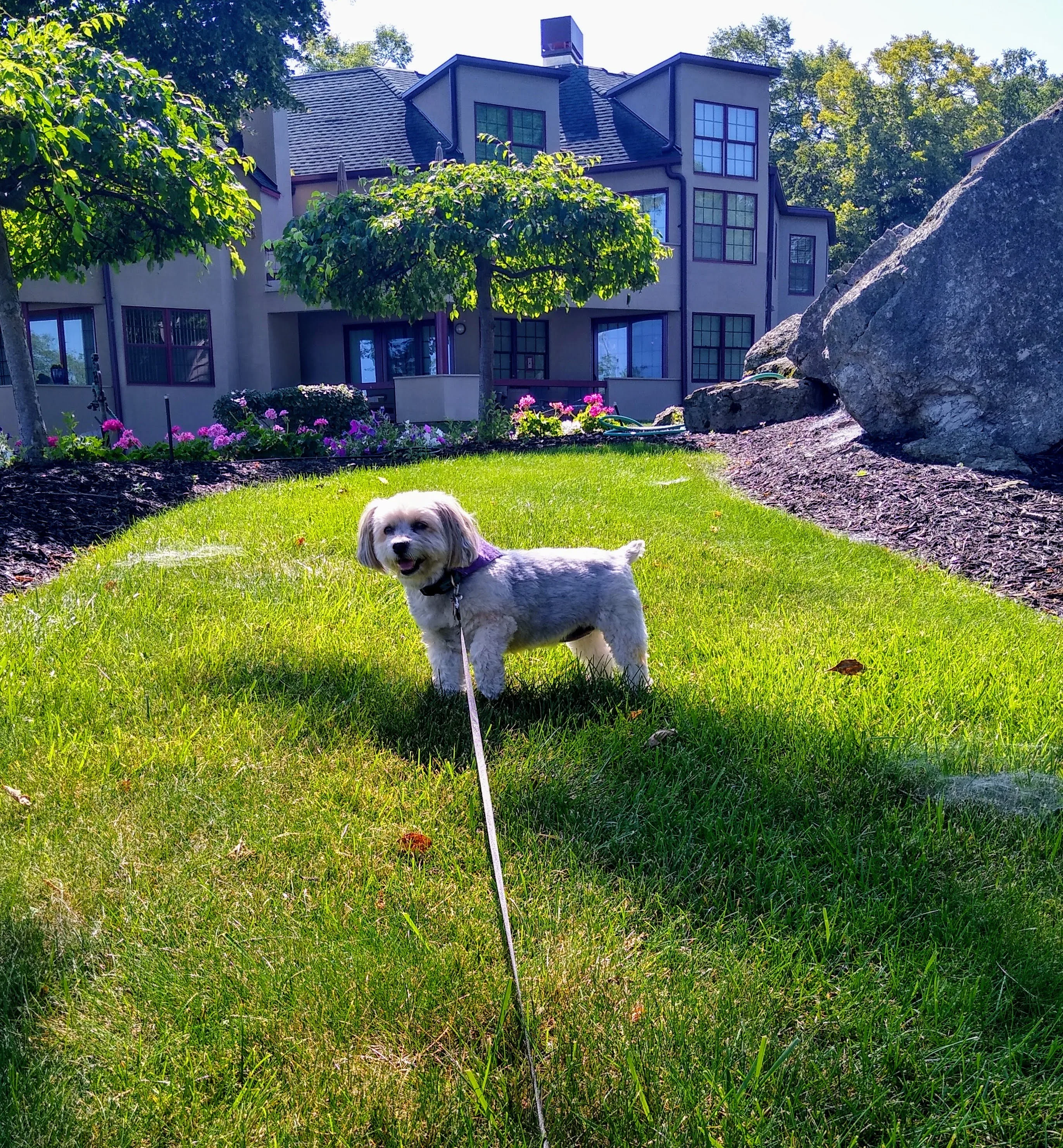 A pet in Rose's care