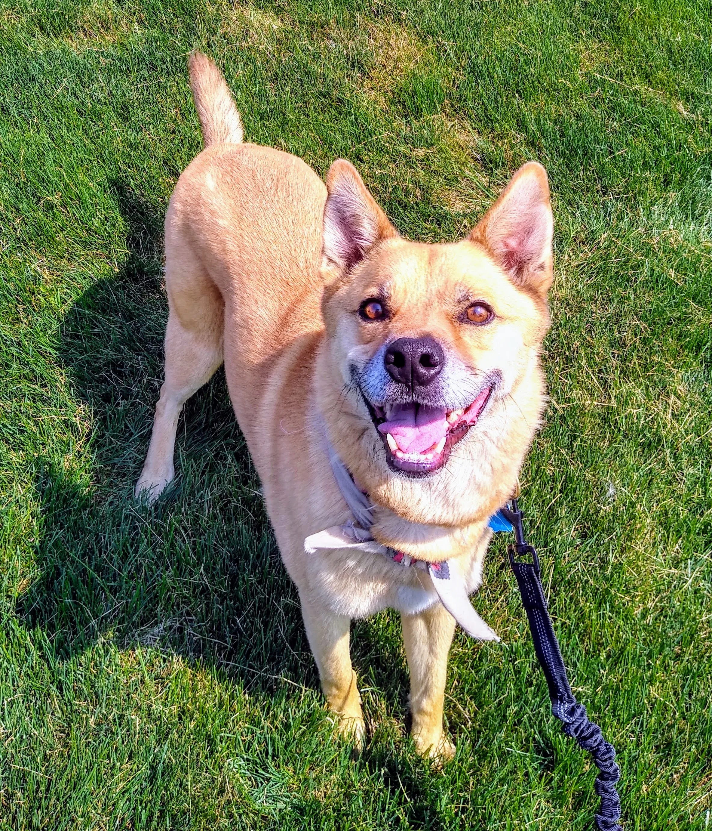 A pet in Rose's care