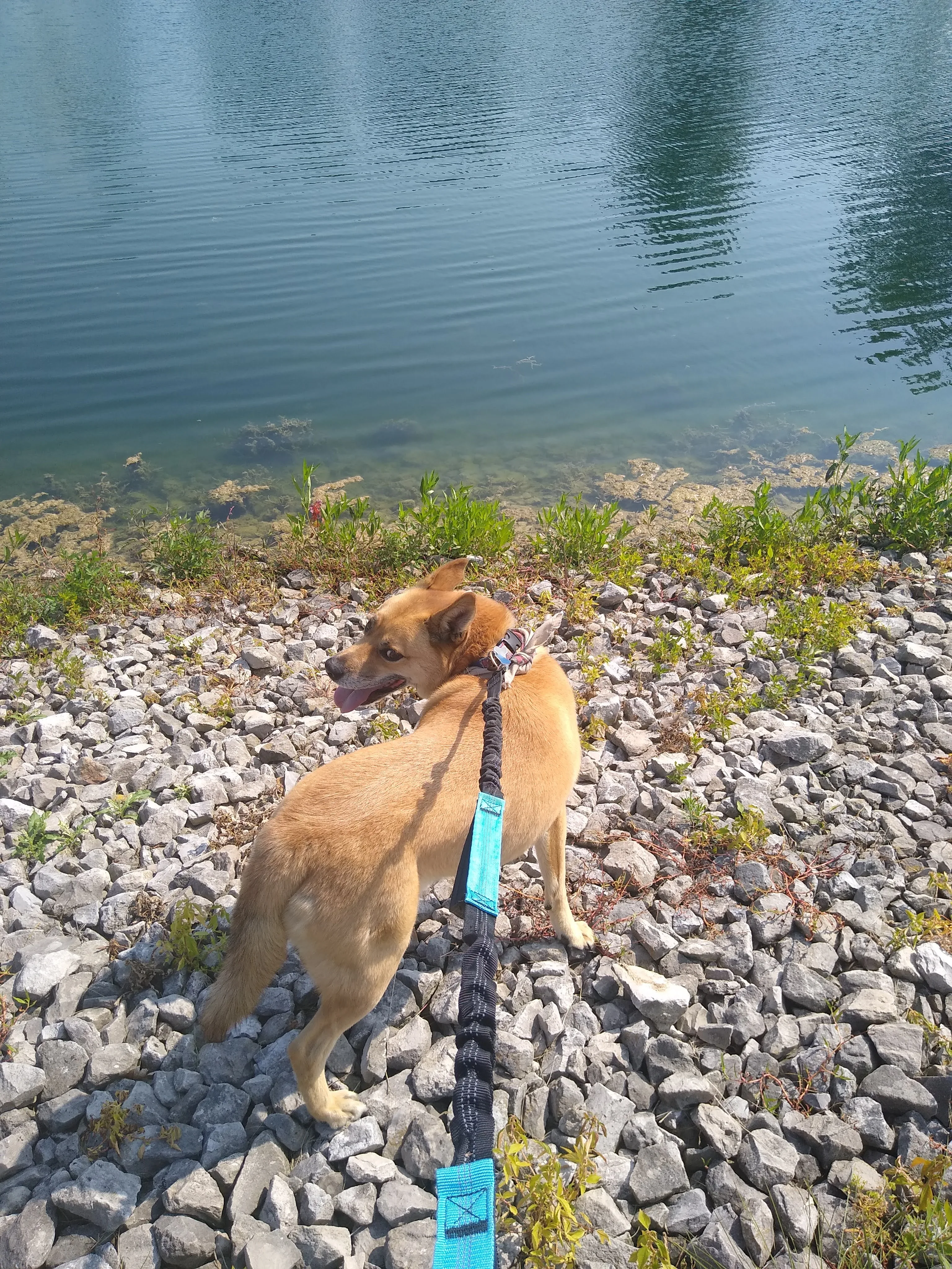 A pet in Rose's care