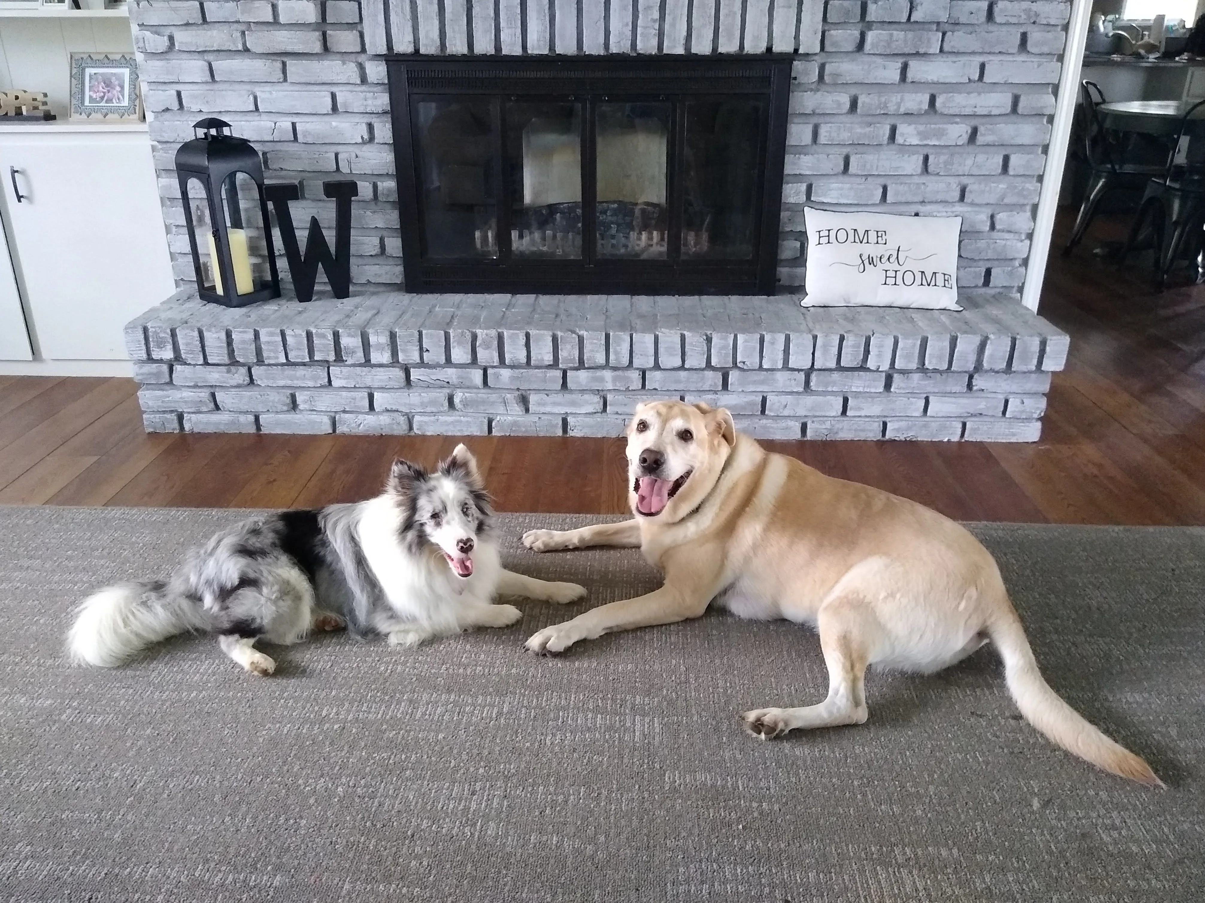 A pet in Rose's care