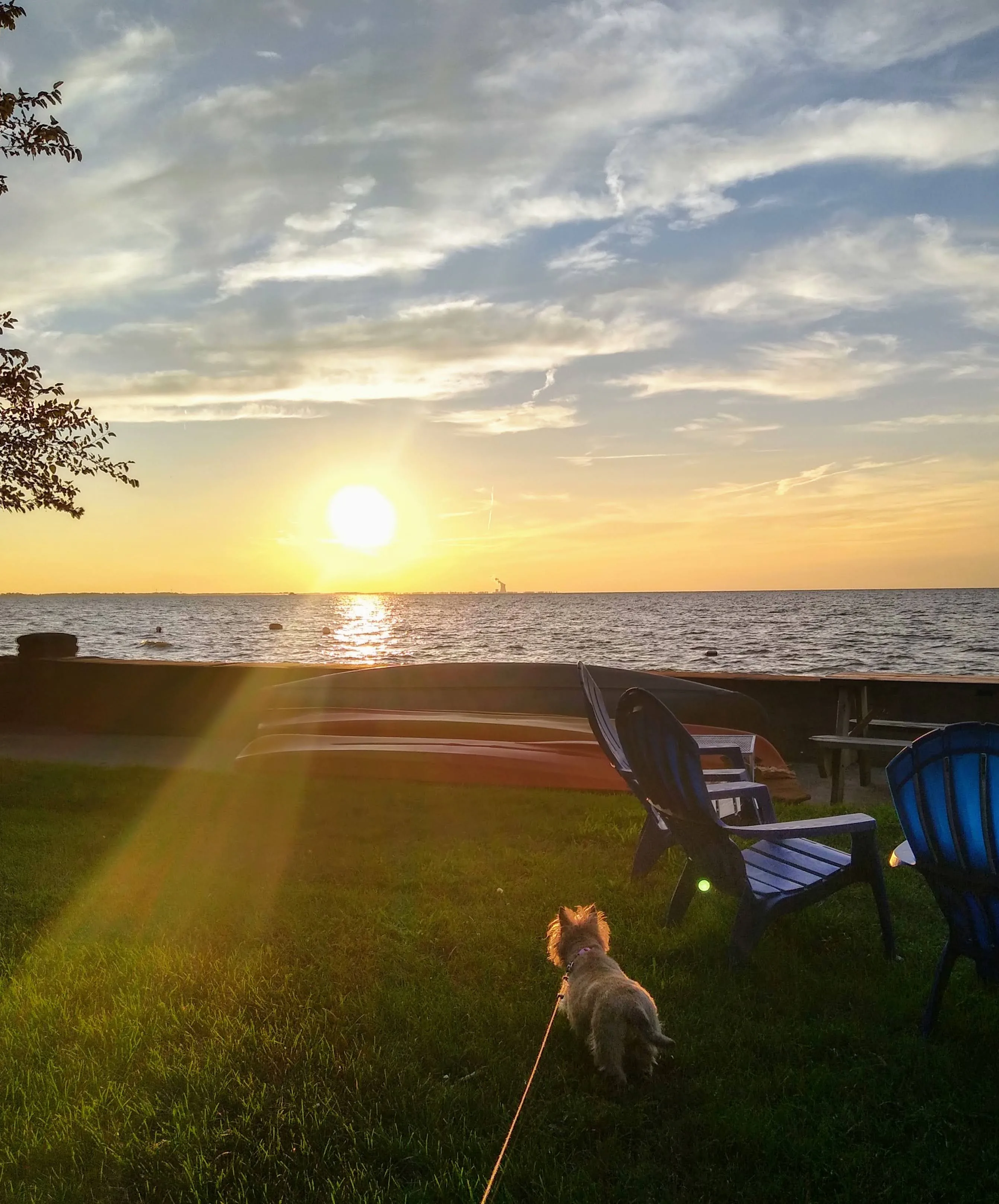 A pet in Rose's care