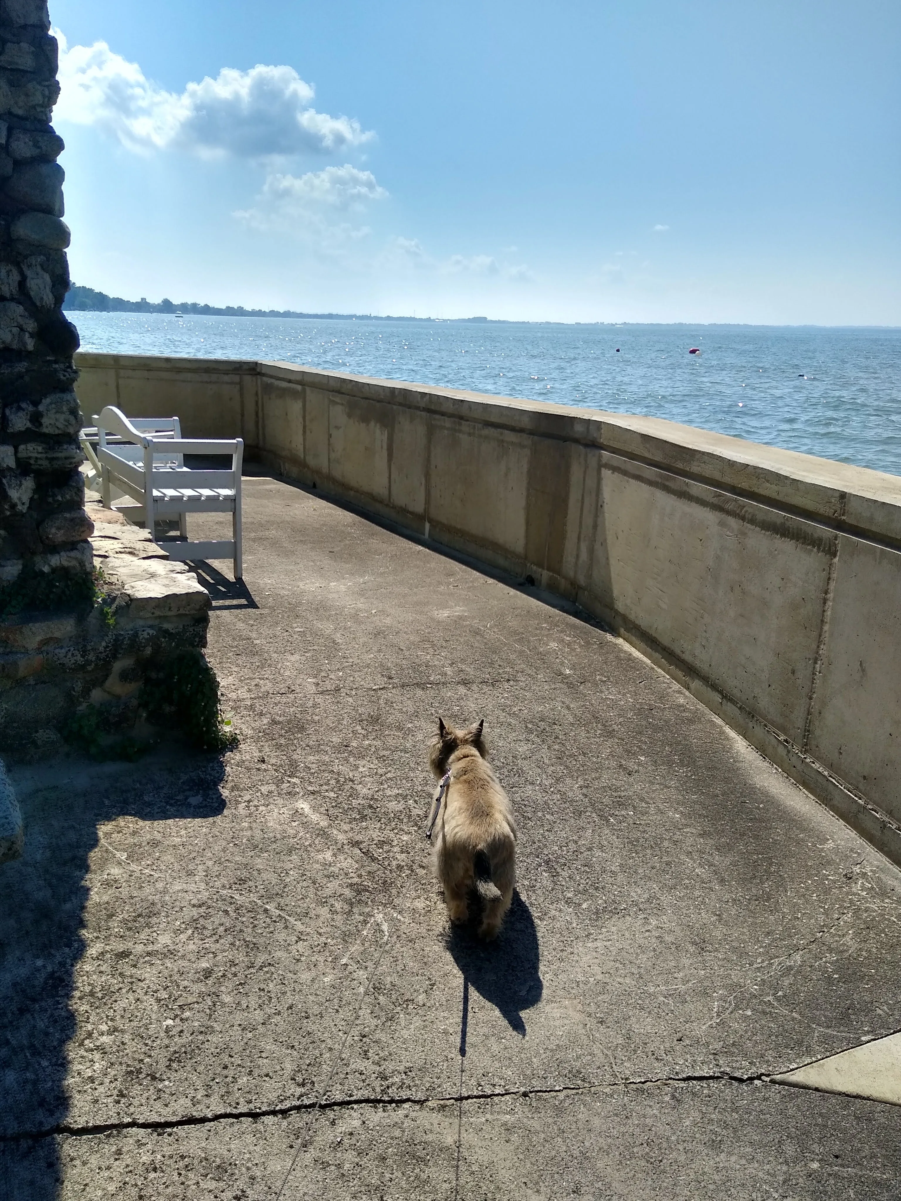 A pet in Rose's care