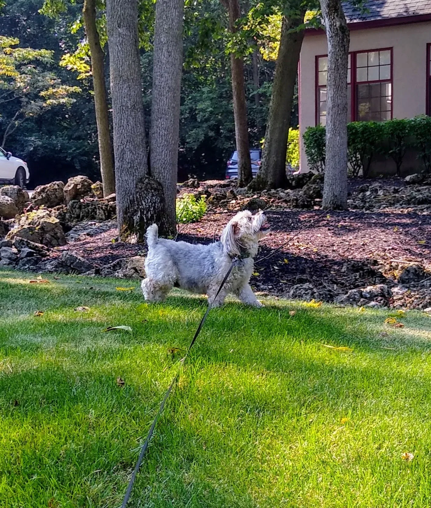 A pet in Rose's care