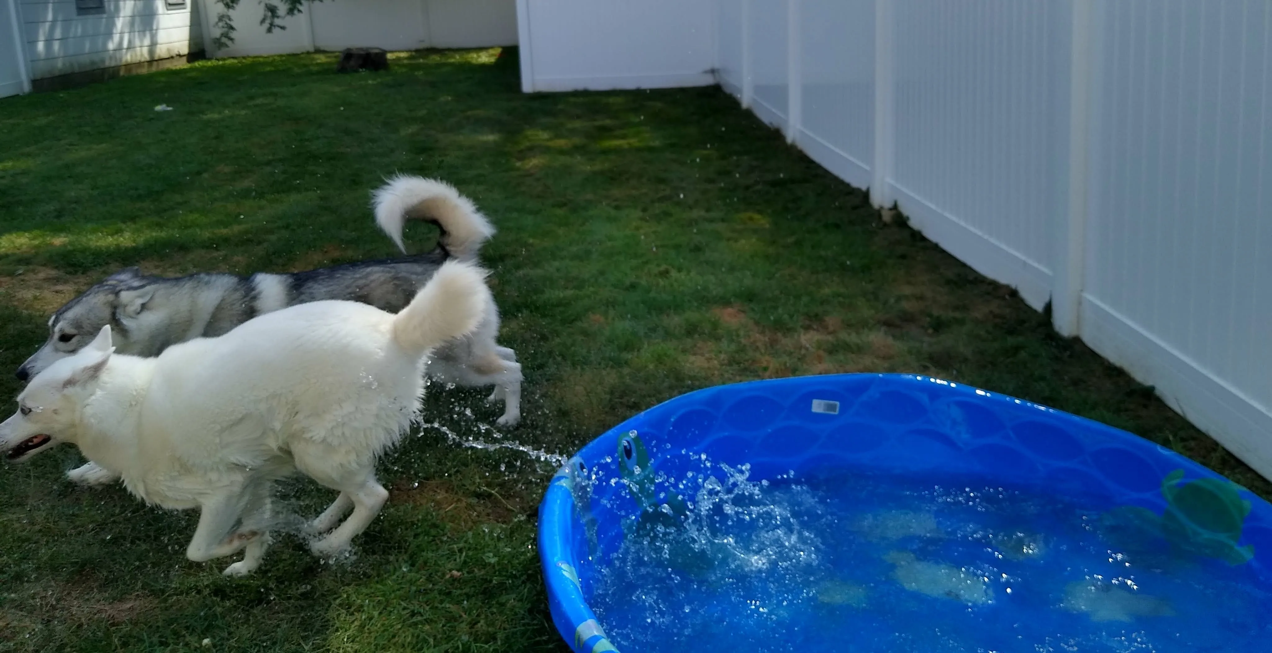 A pet in Rose's care