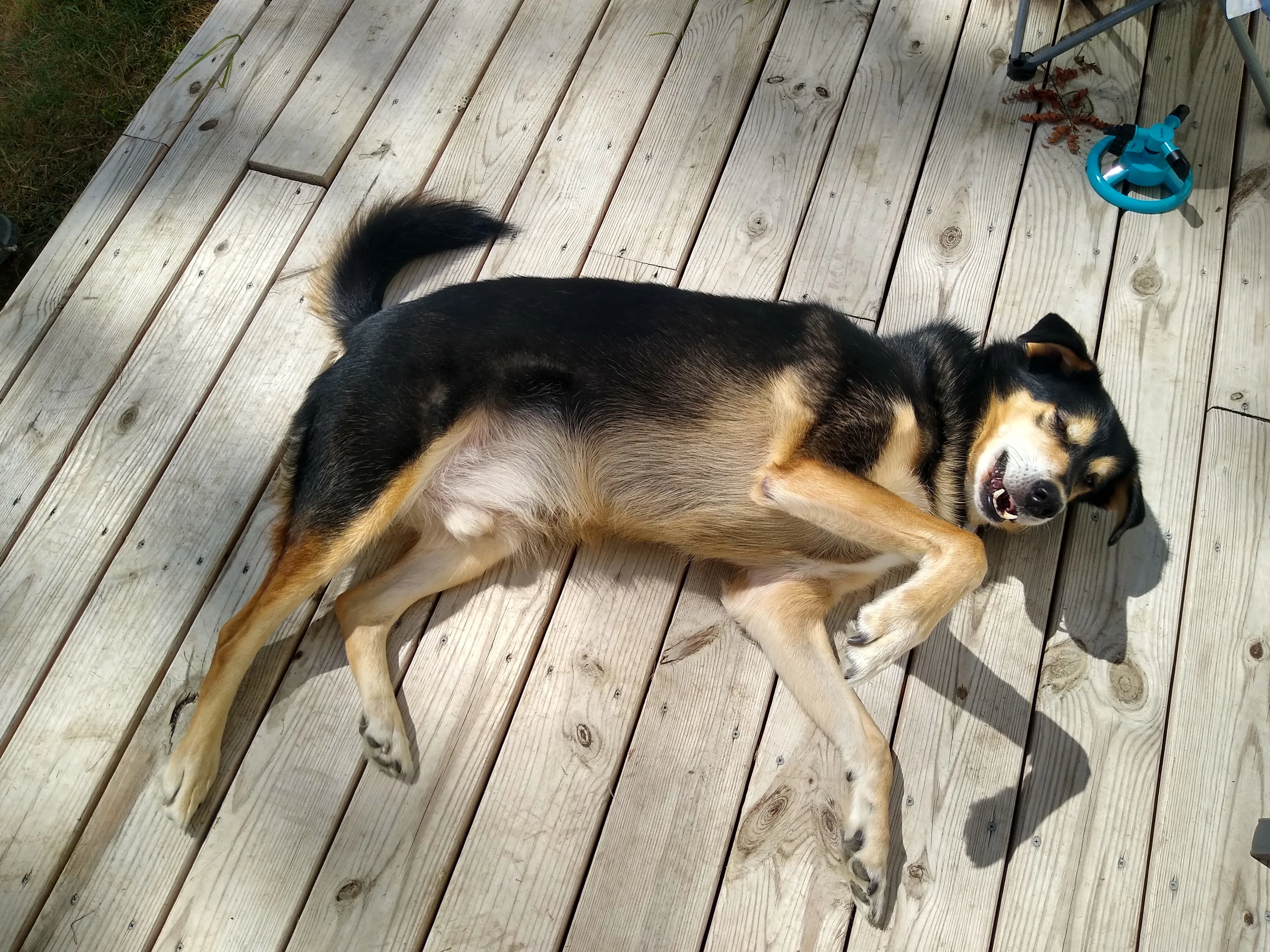 A pet in Rose's care