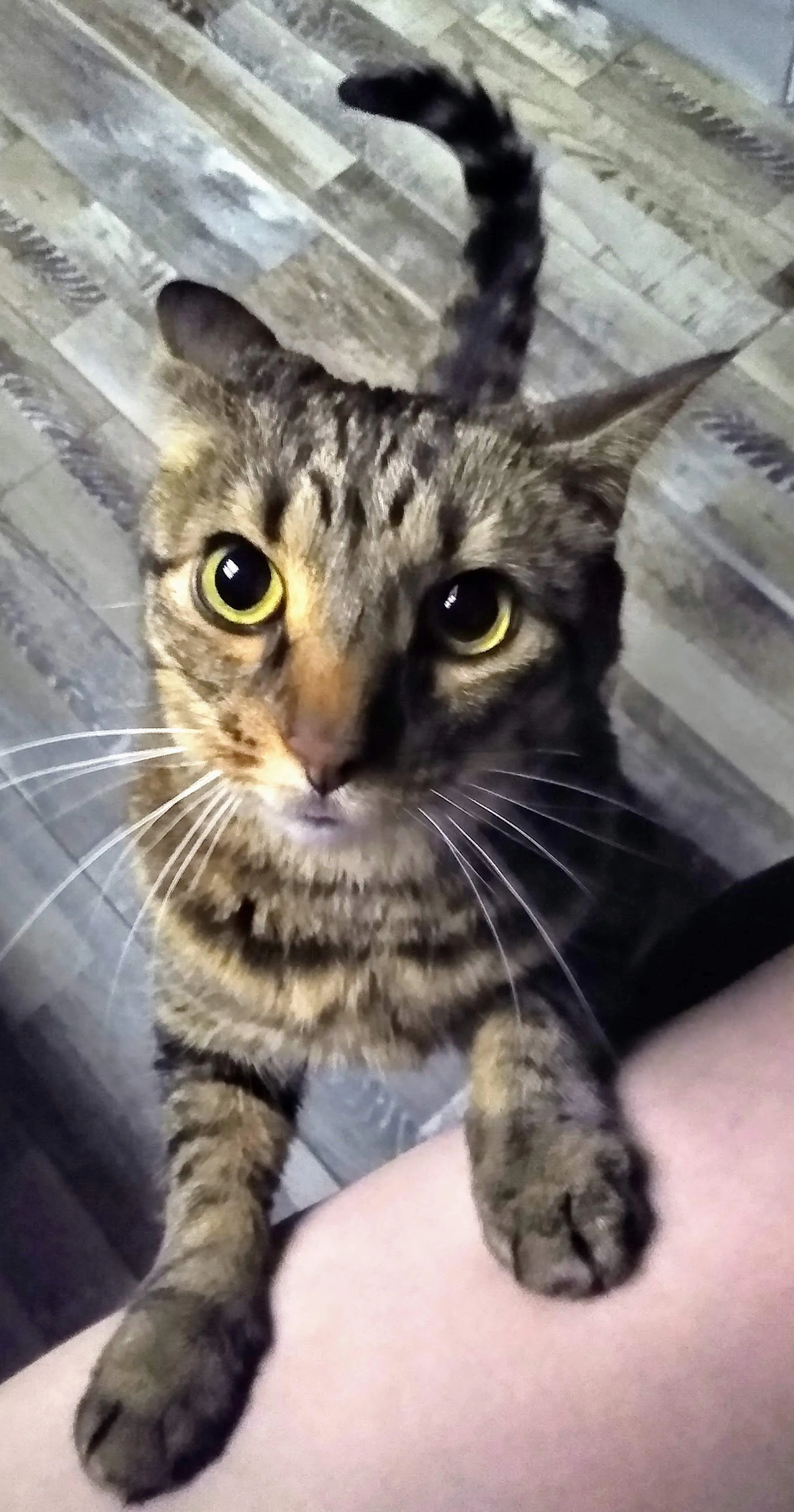 A pet in Rose's care