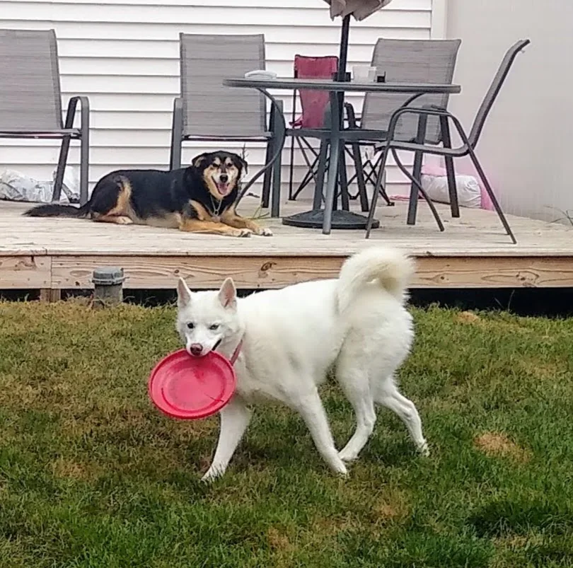 A pet in Rose's care