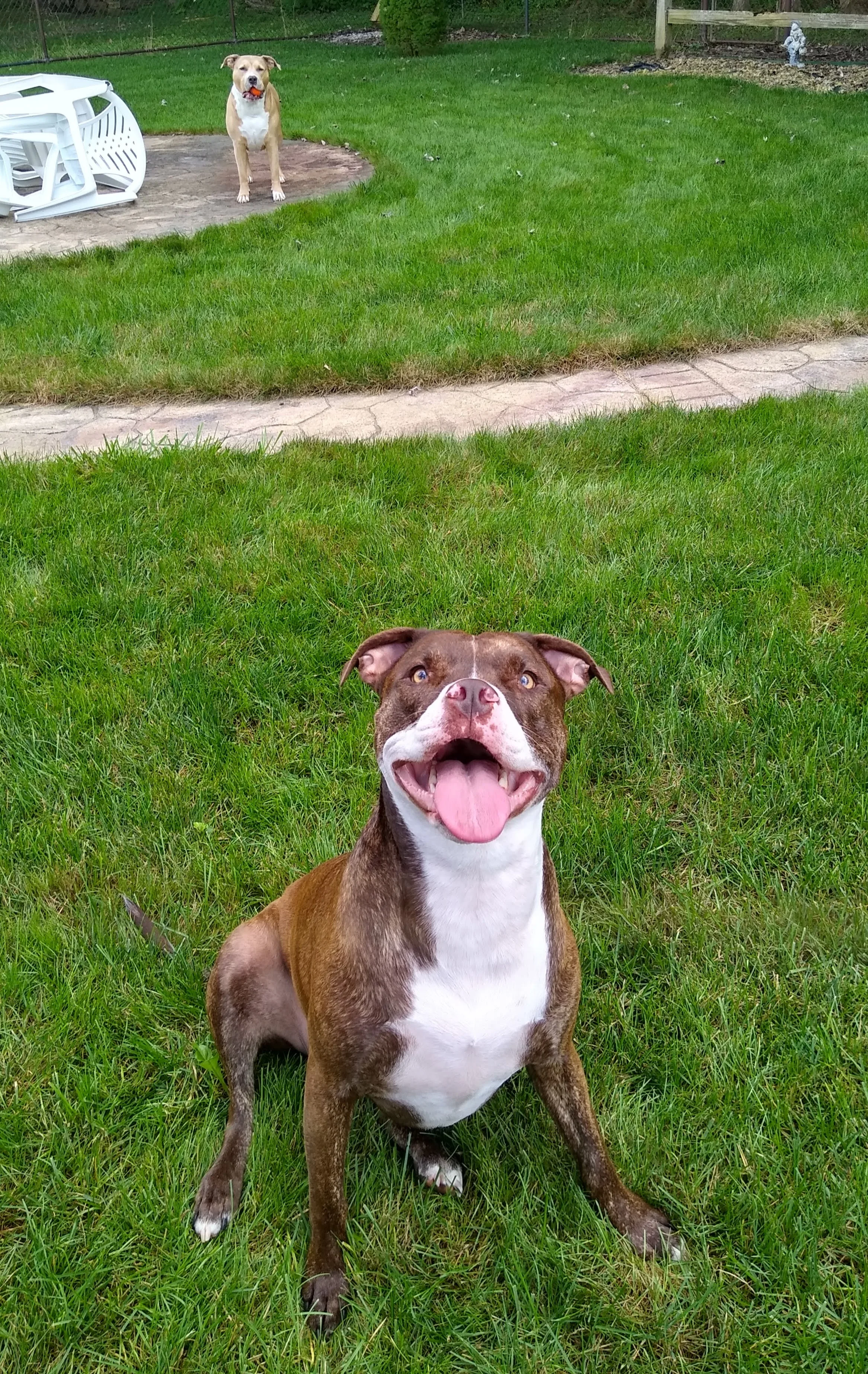 A pet in Rose's care