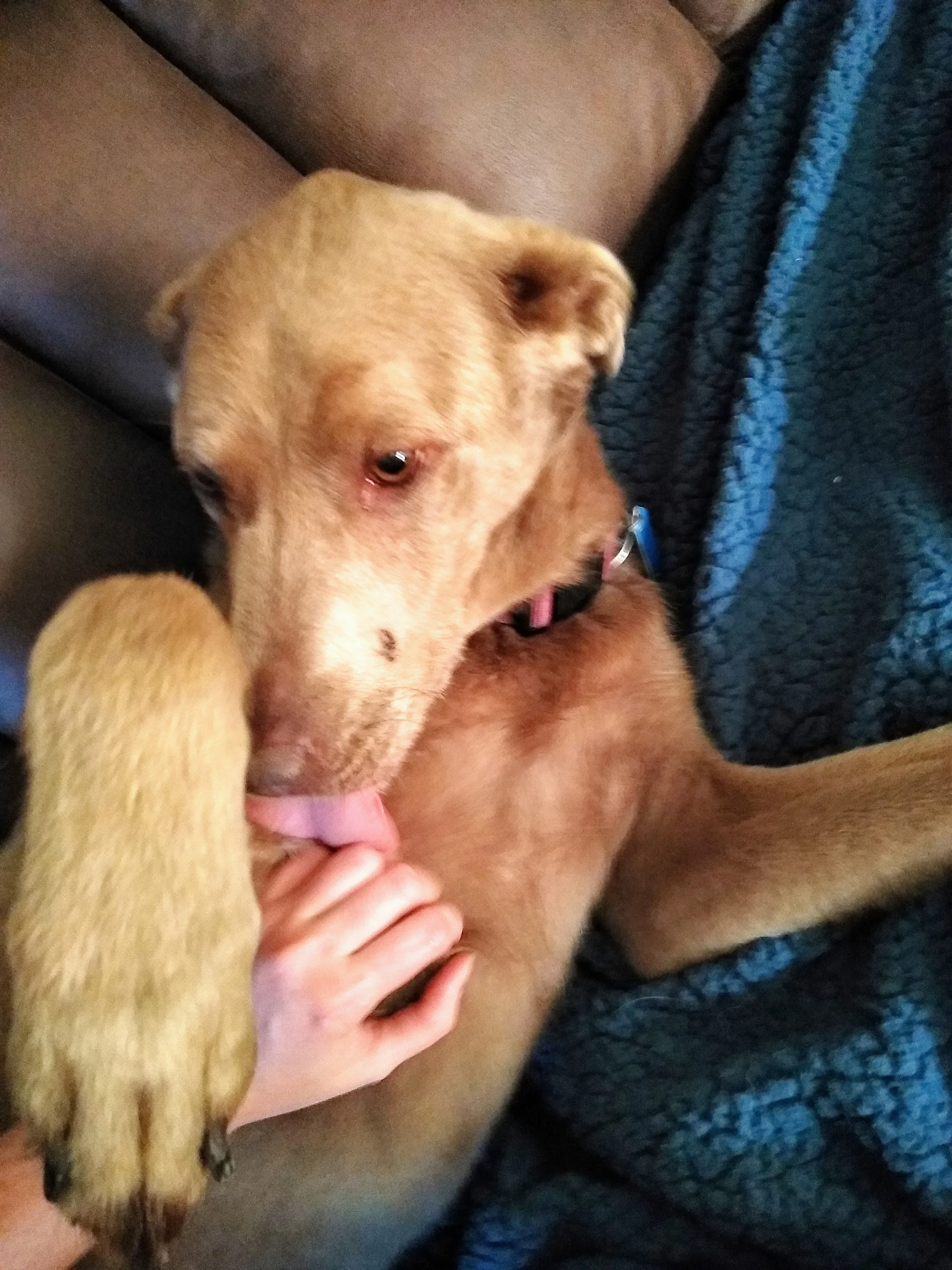 A pet in Rose's care