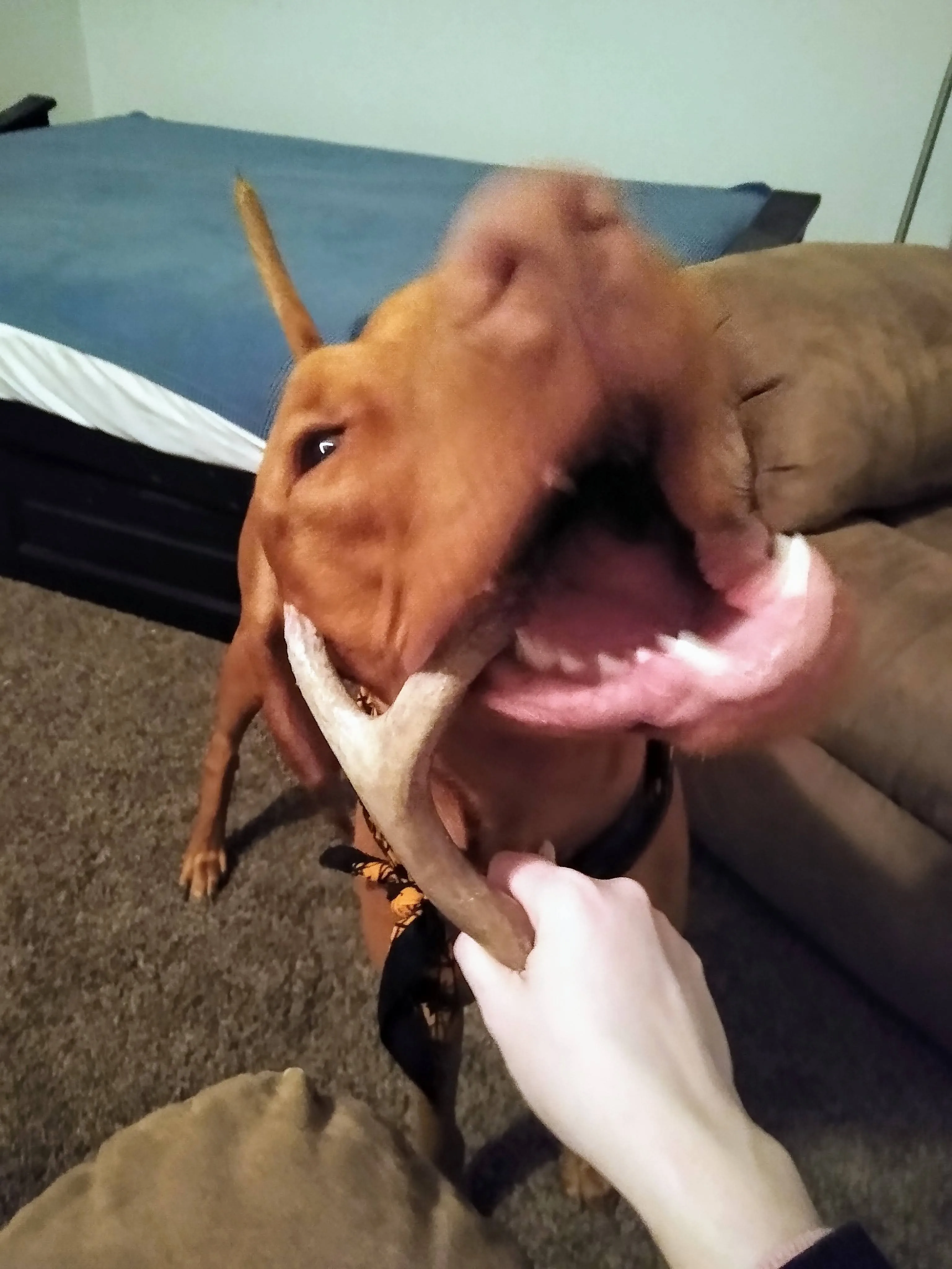 A pet in Rose's care