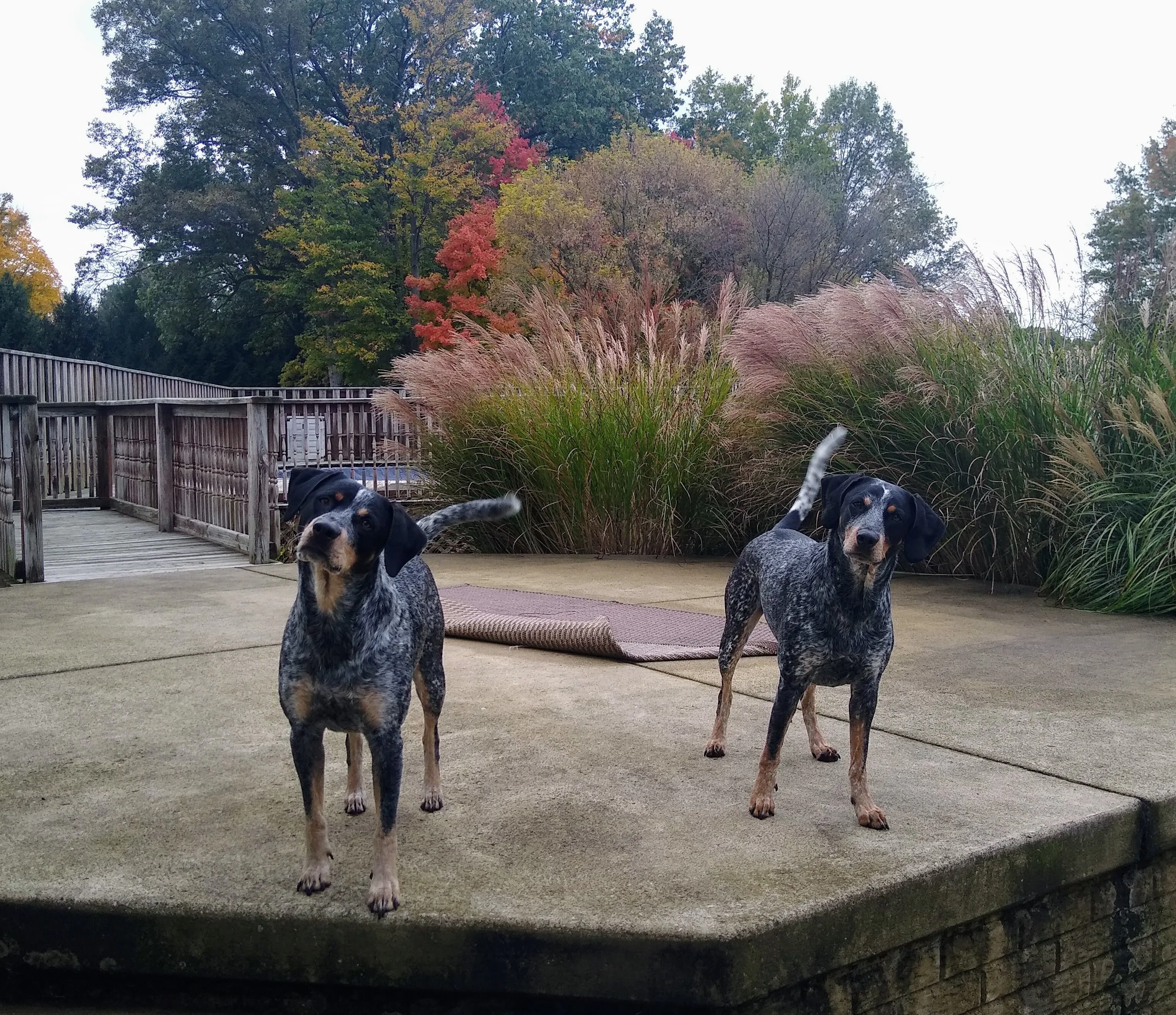 A pet in Rose's care