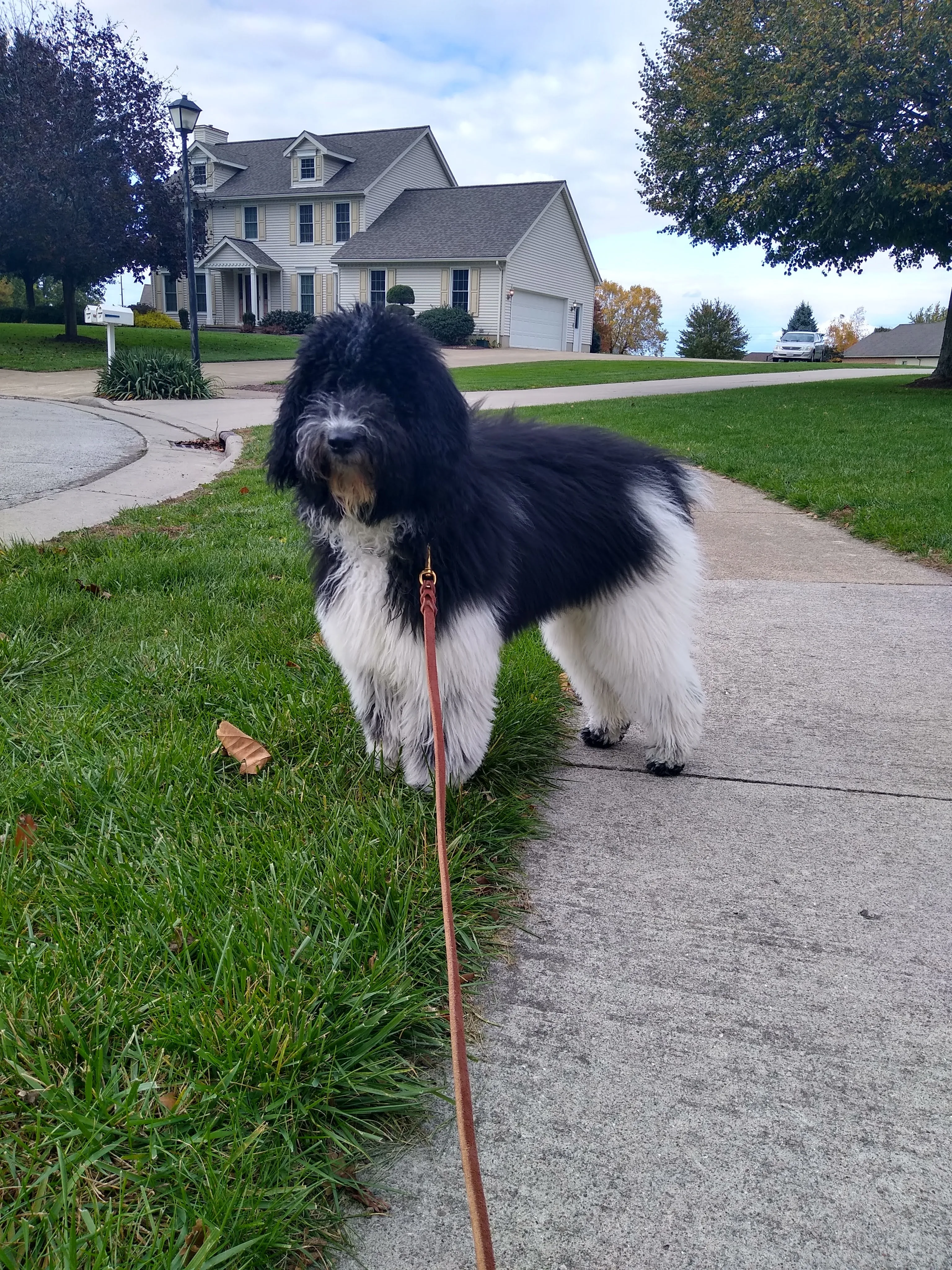 A pet in Rose's care