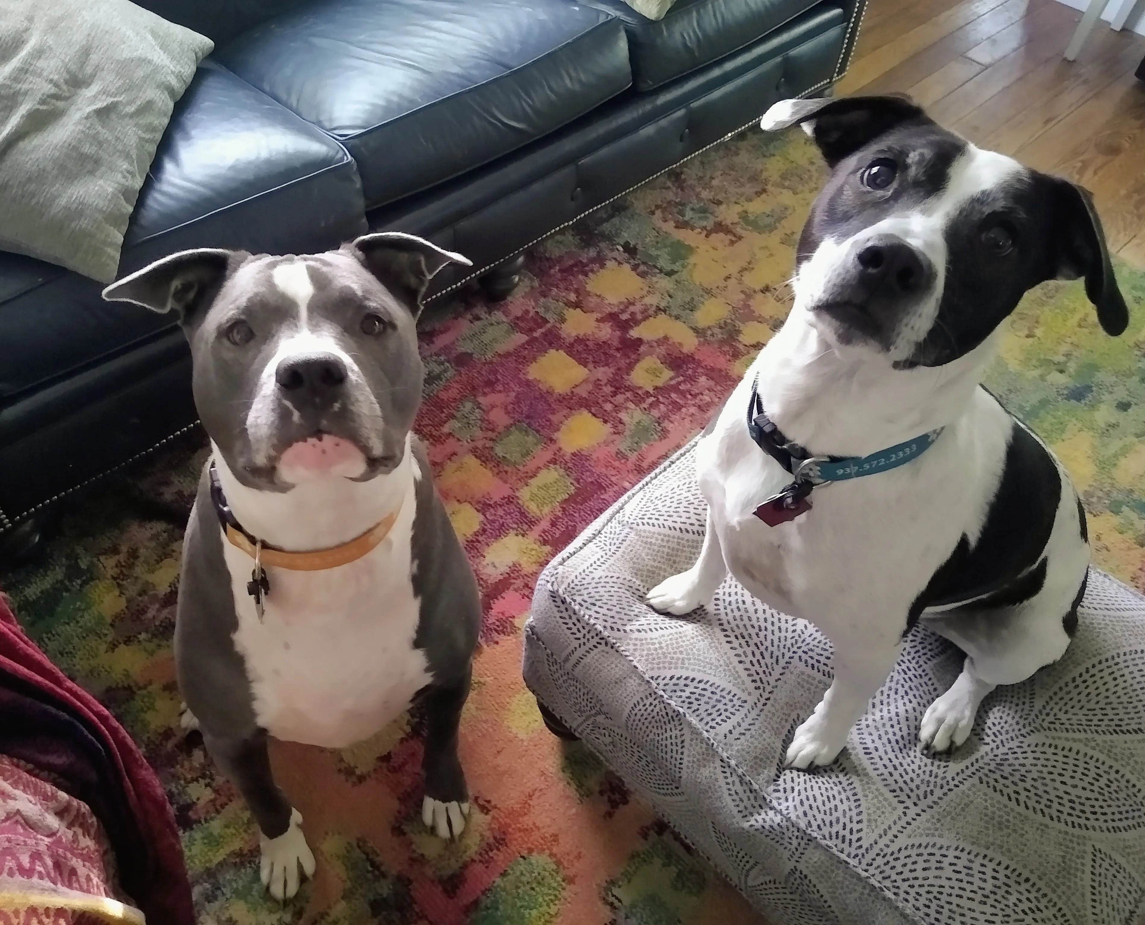 A pet in Rose's care