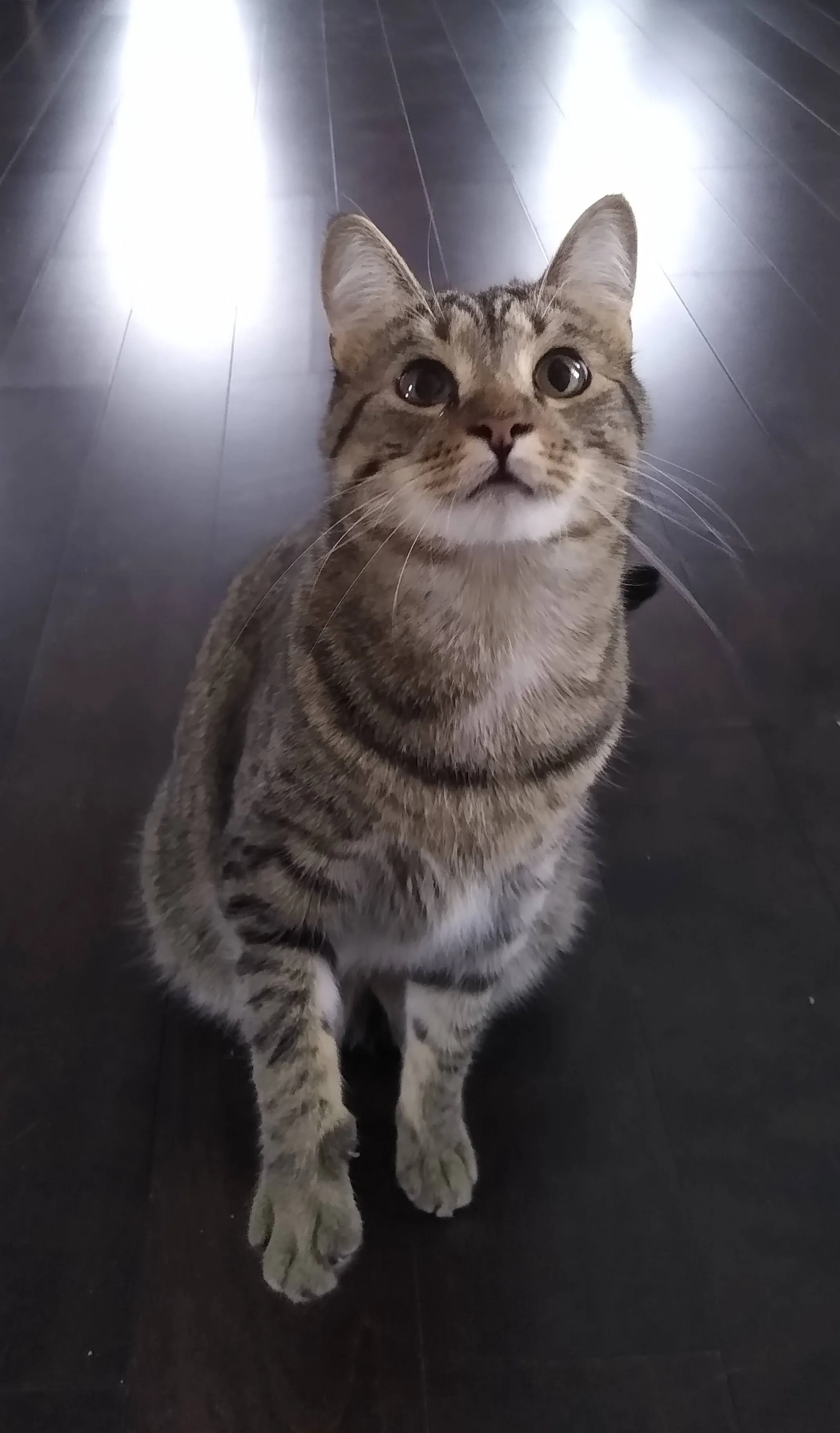 A pet in Rose's care