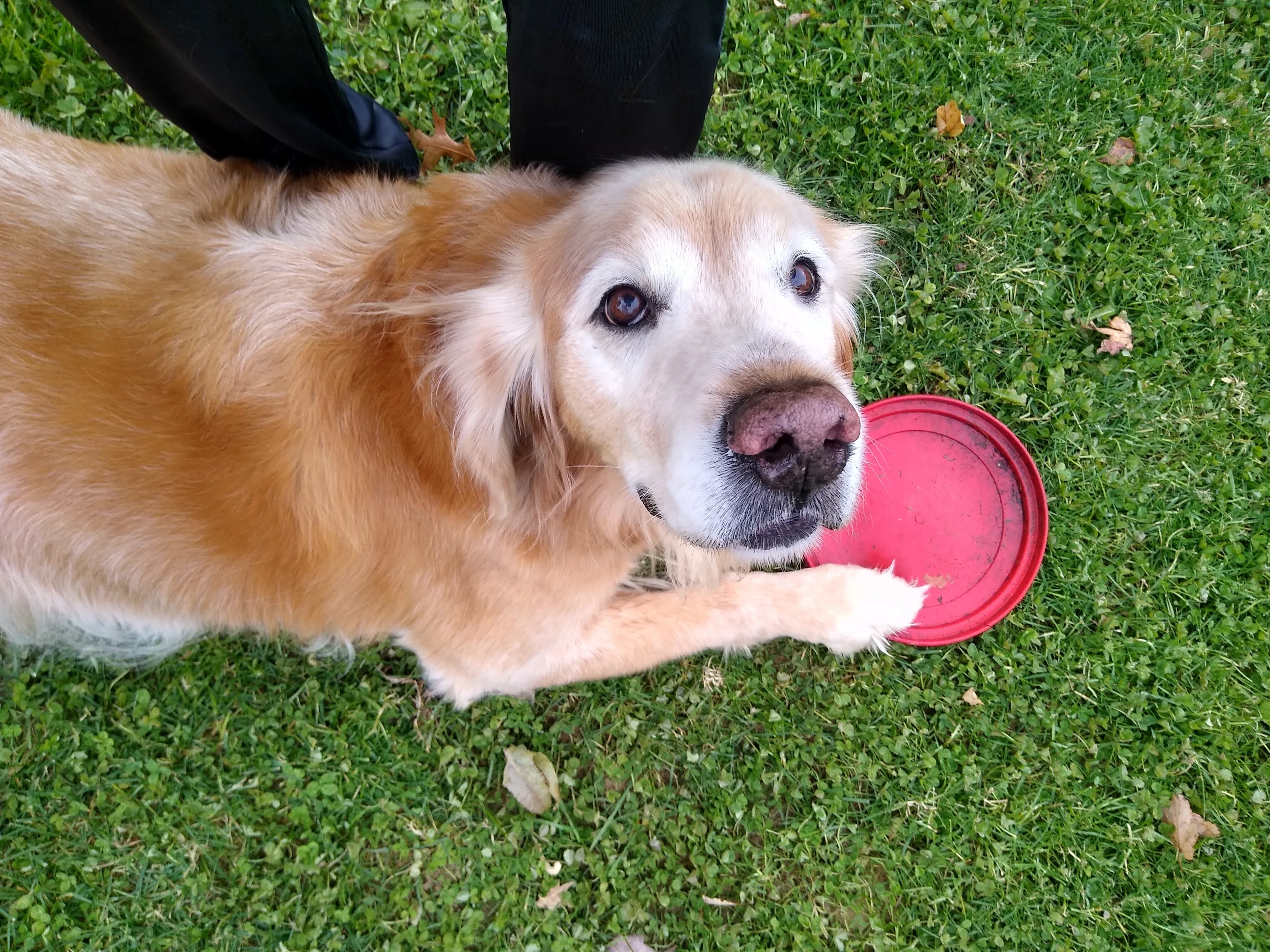 A pet in Rose's care