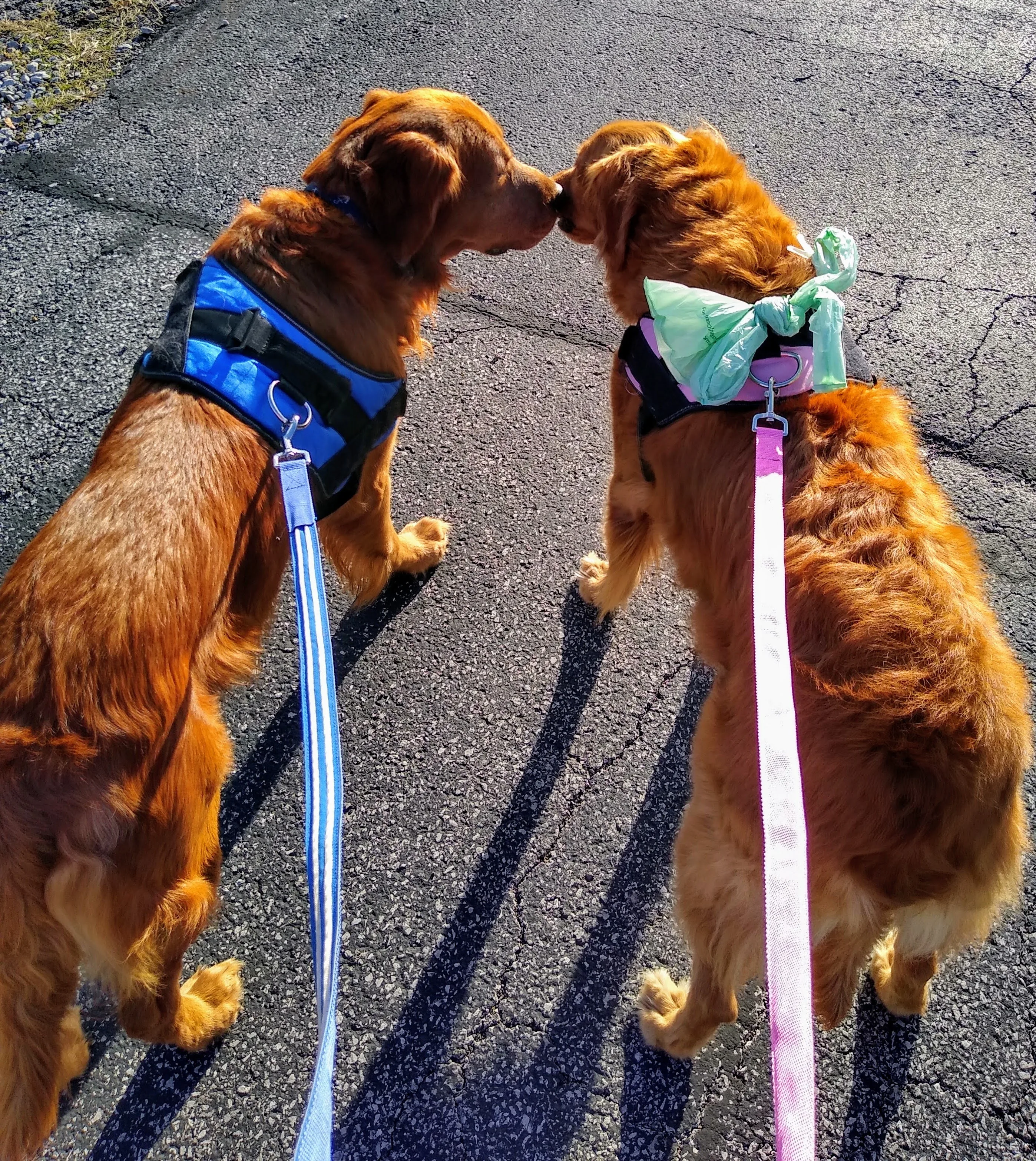 A pet in Rose's care