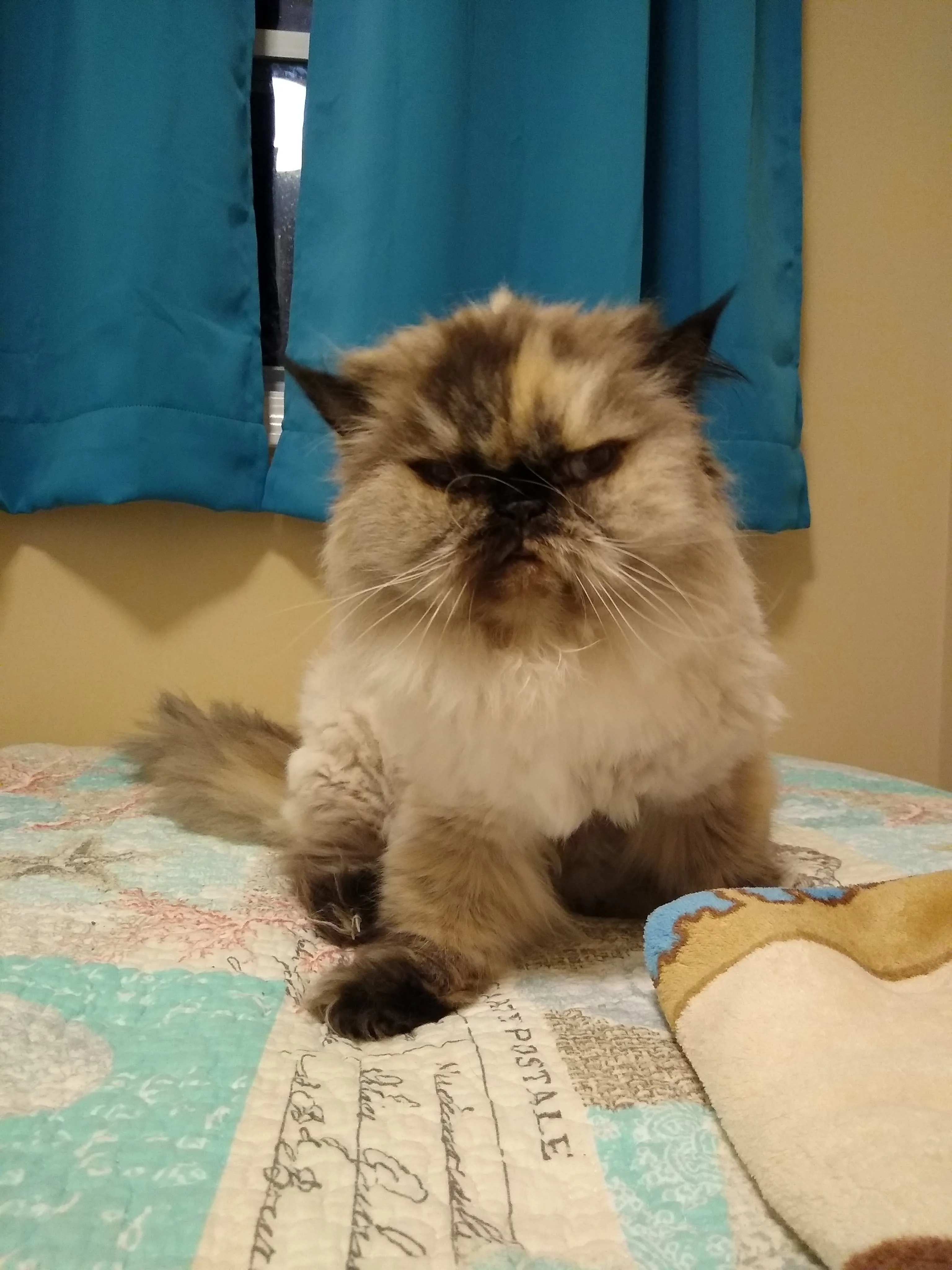 A pet in Rose's care