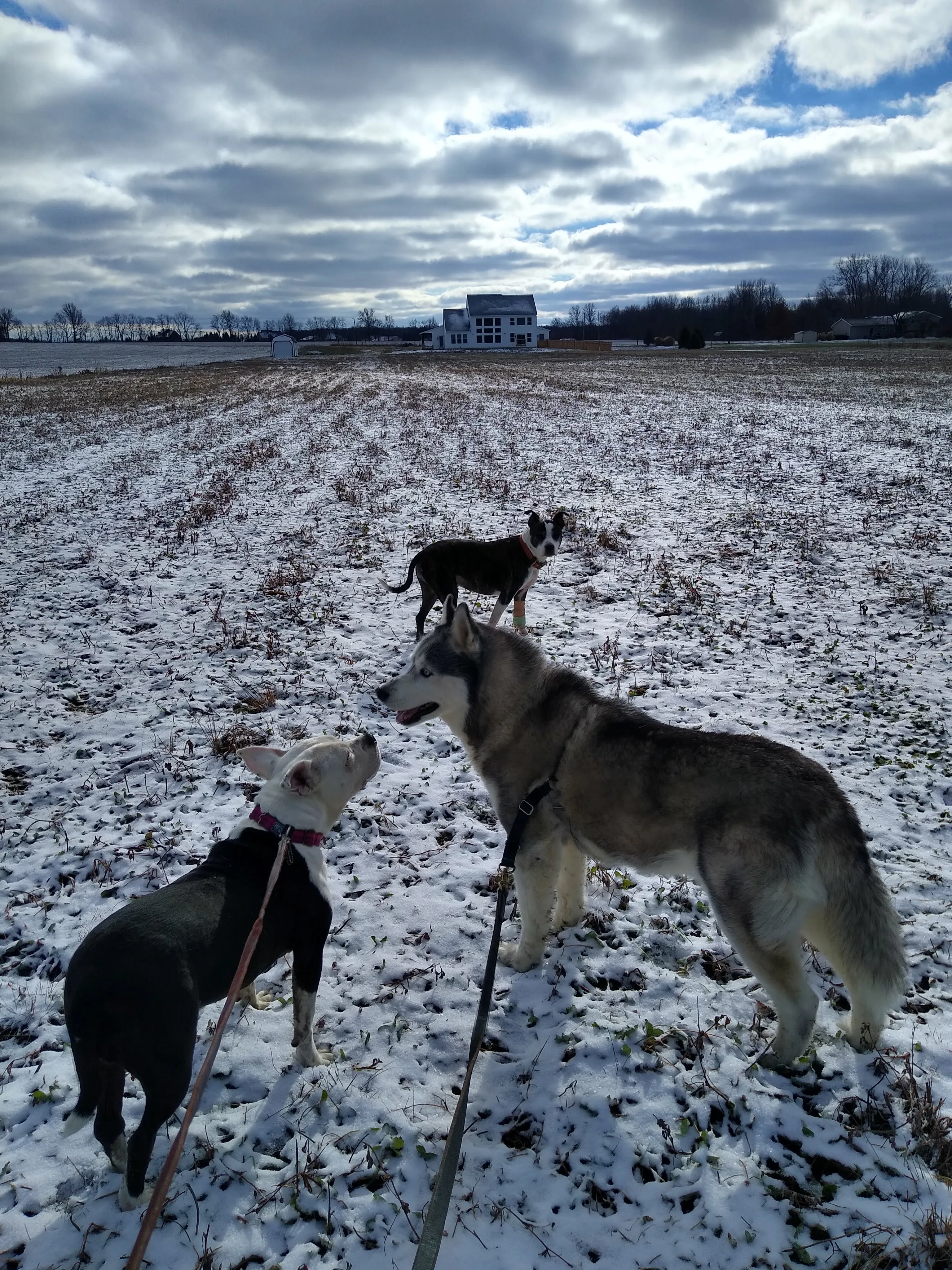 A pet in Rose's care