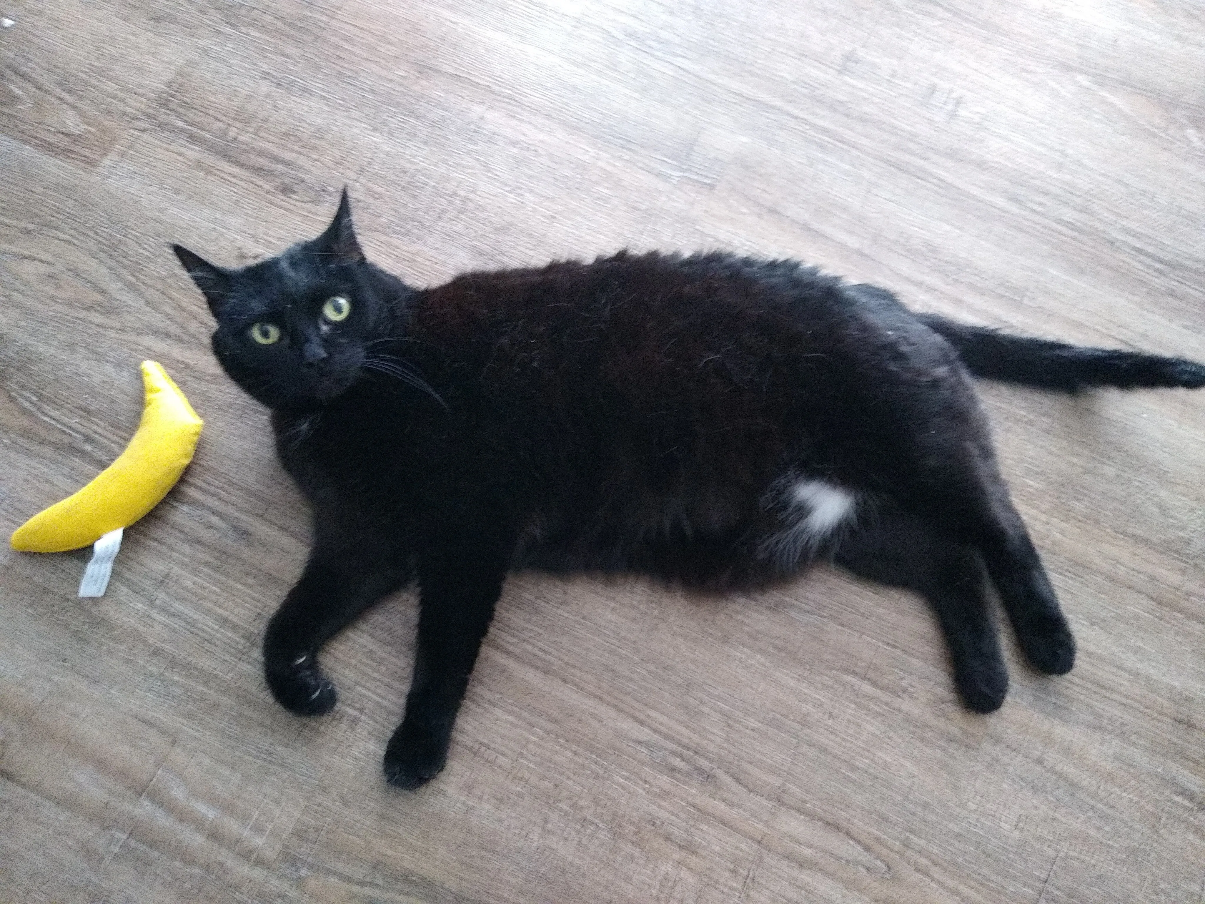 A pet in Rose's care