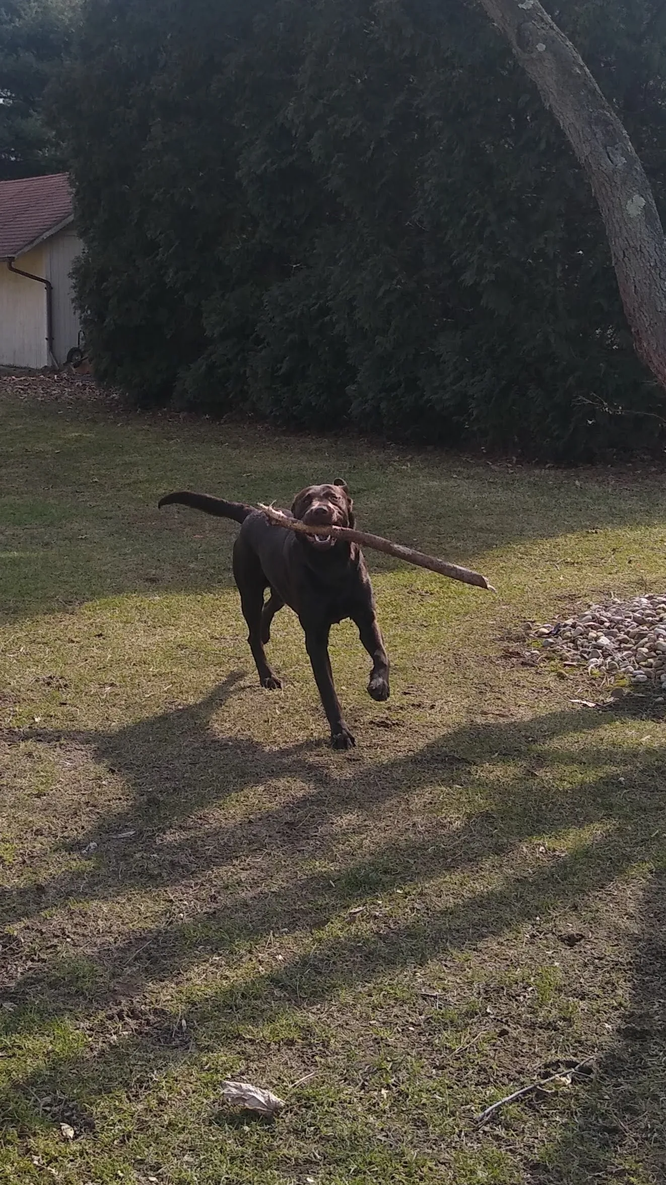 A pet in Rose's care