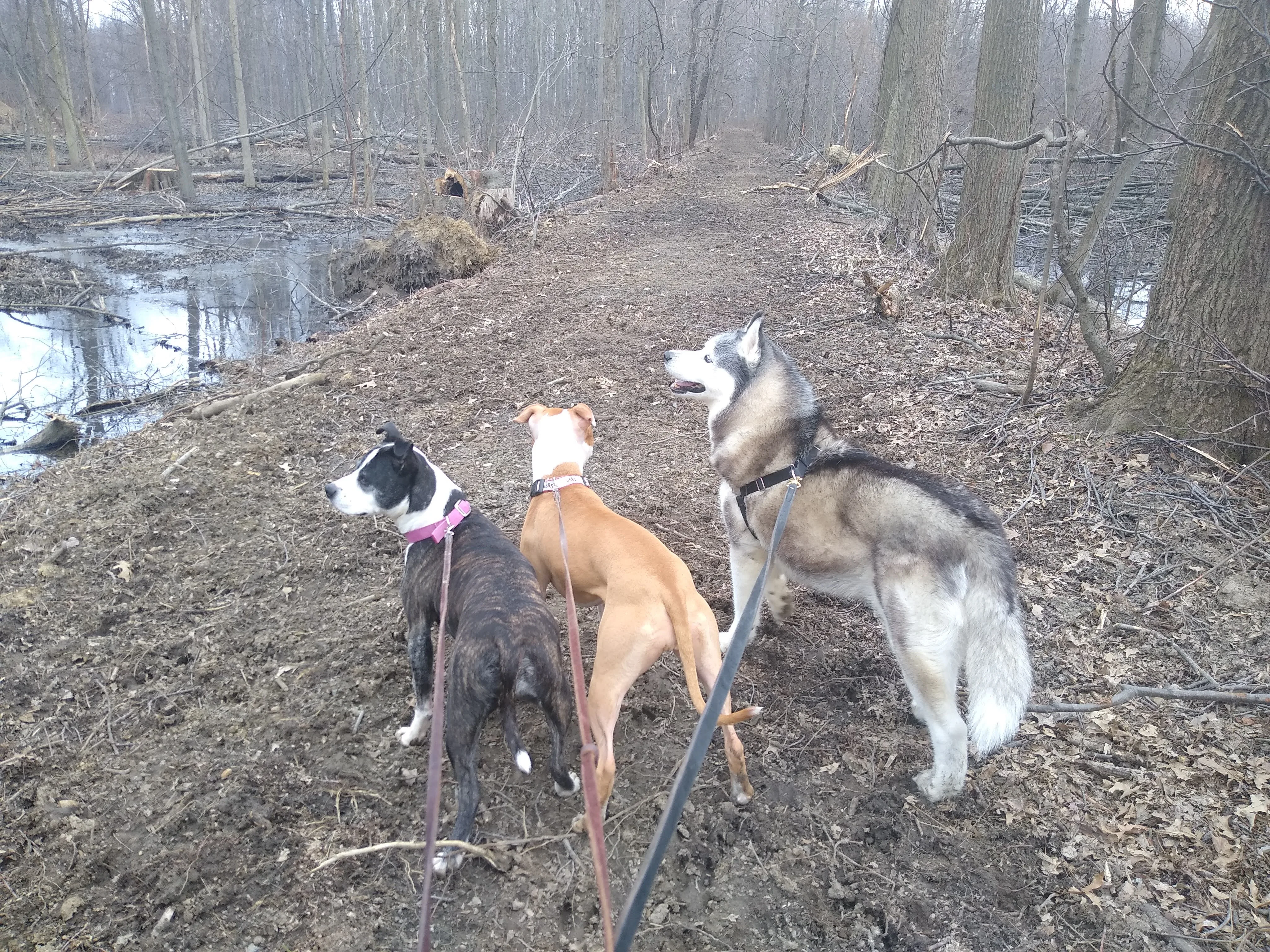 A pet in Rose's care