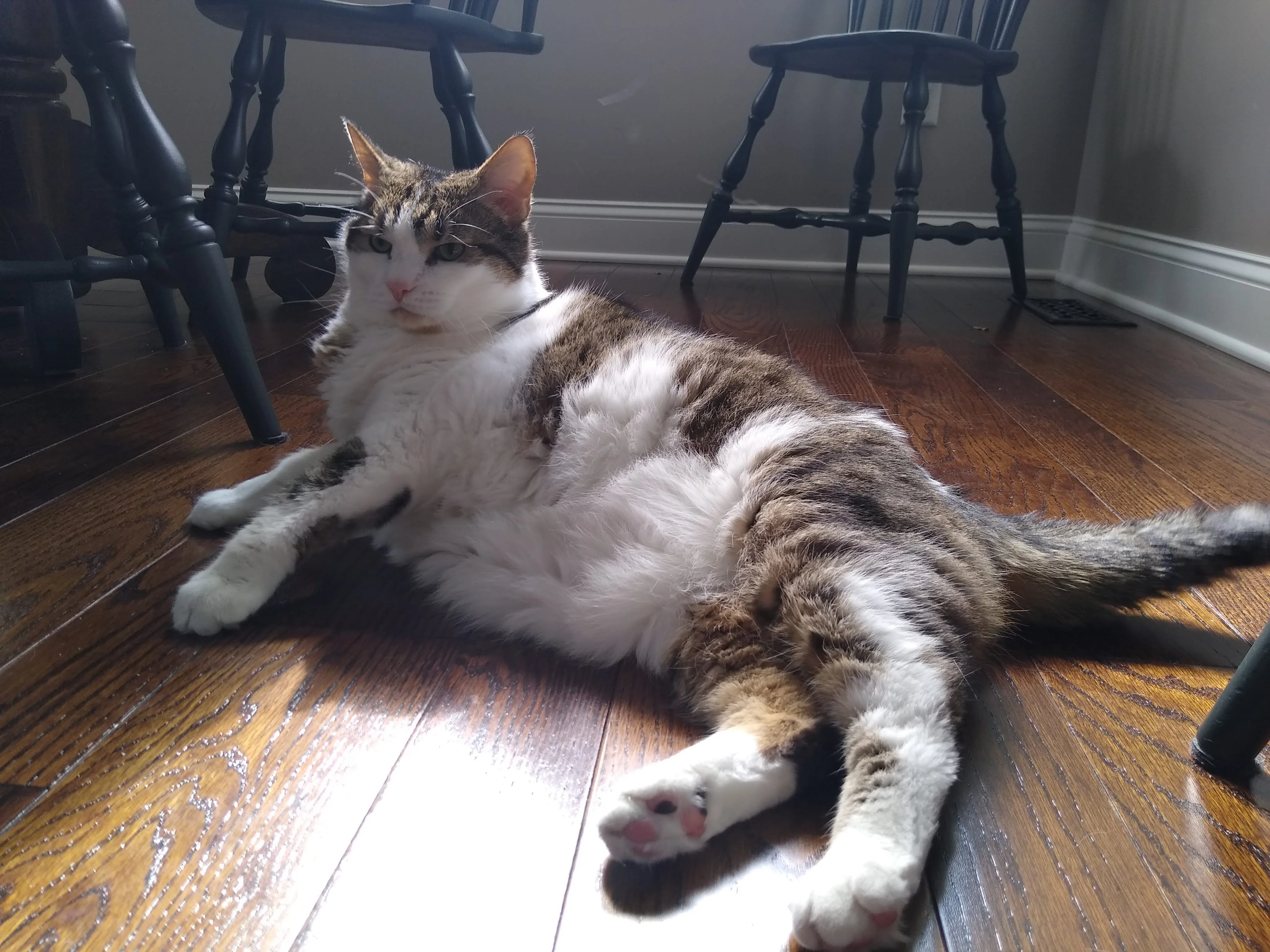 A pet in Rose's care