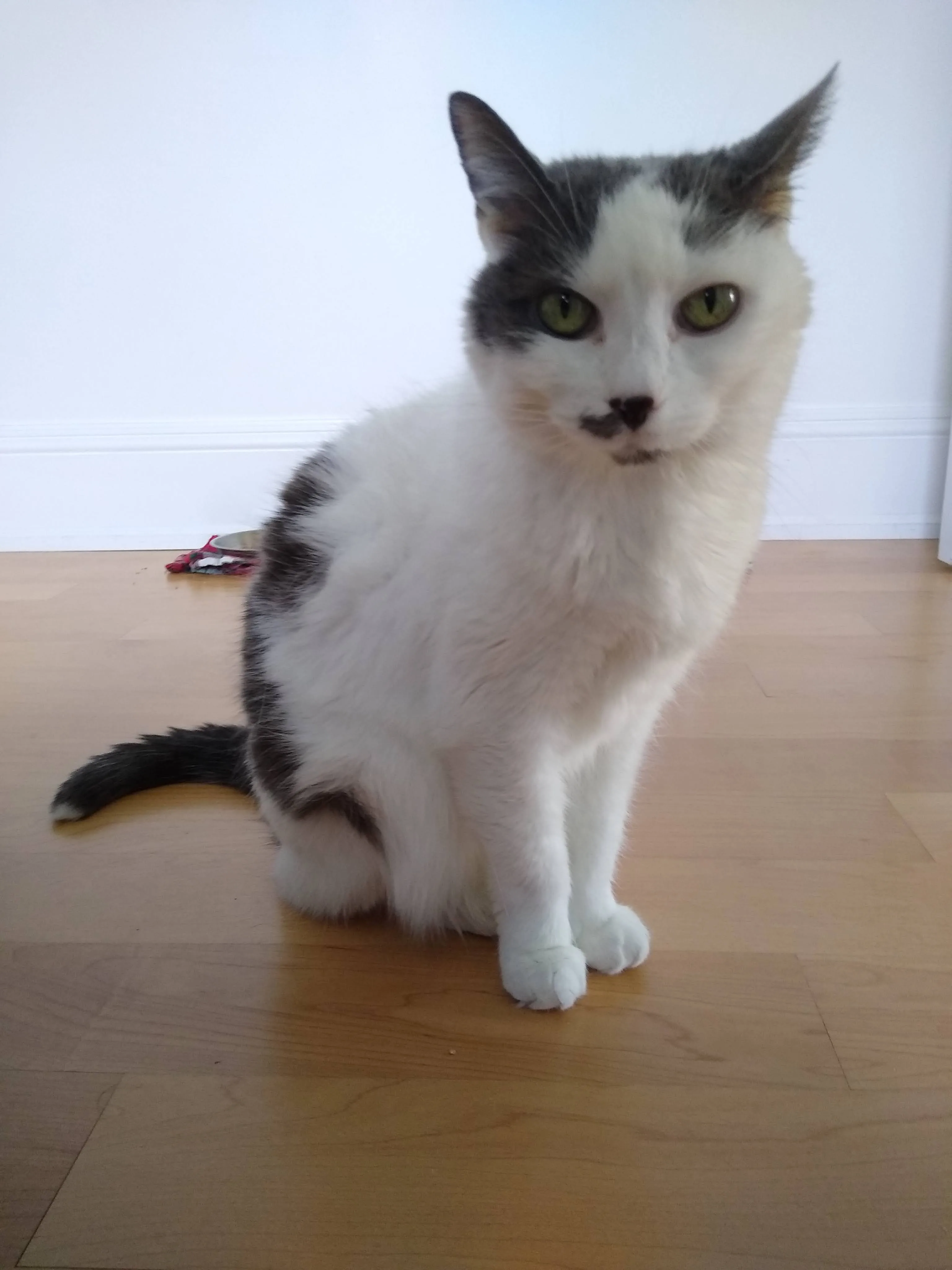 A pet in Rose's care