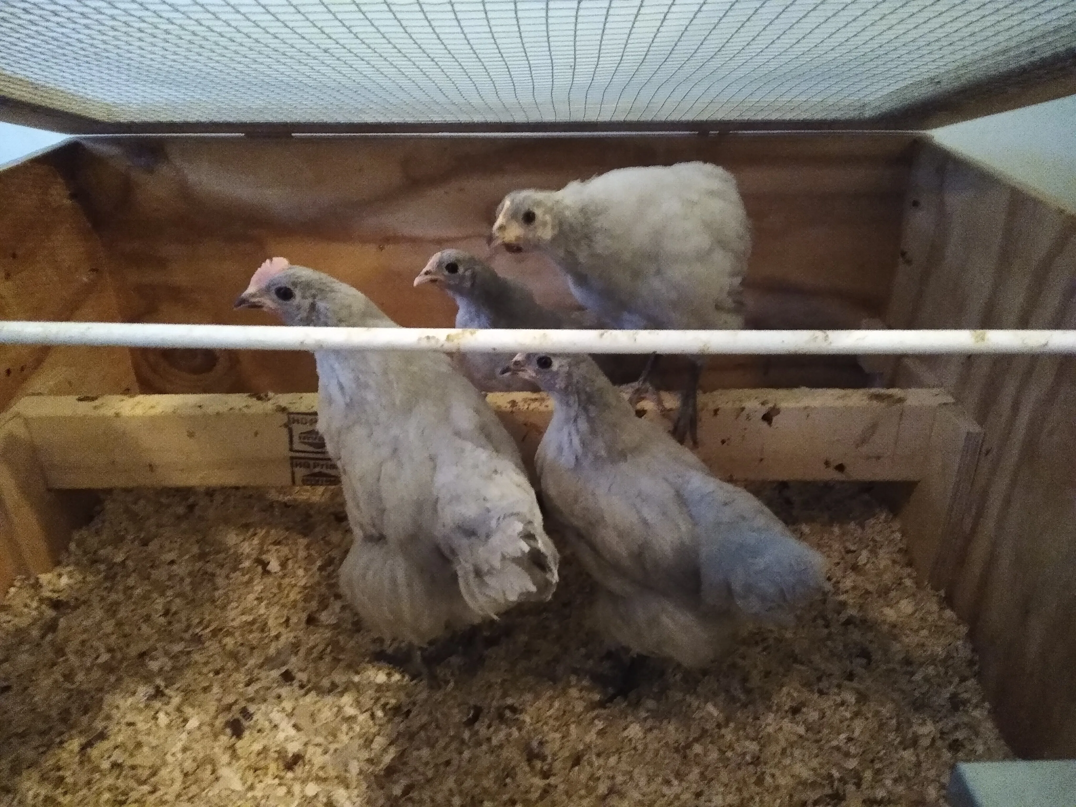 A pet in Rose's care