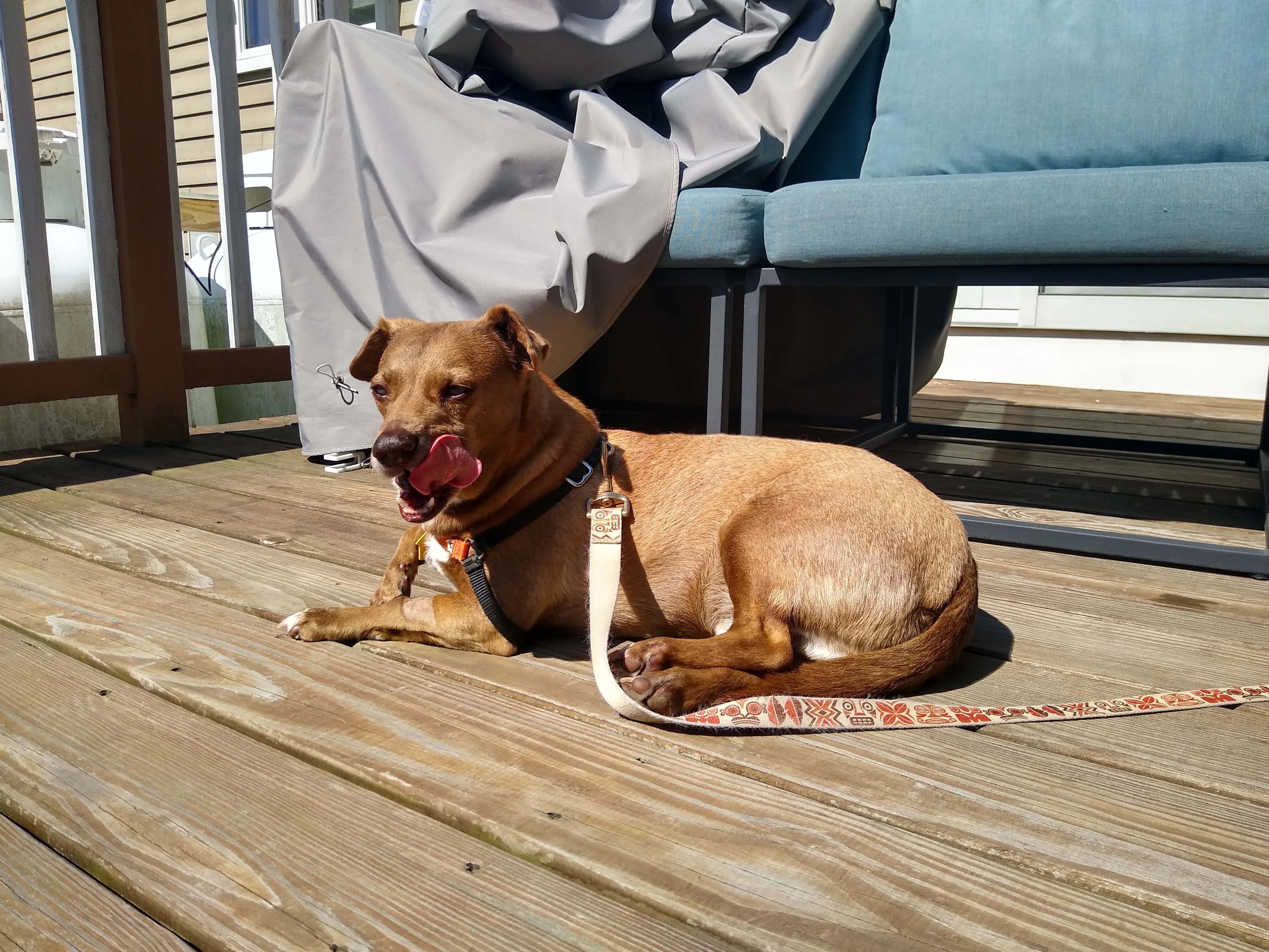 A pet in Rose's care