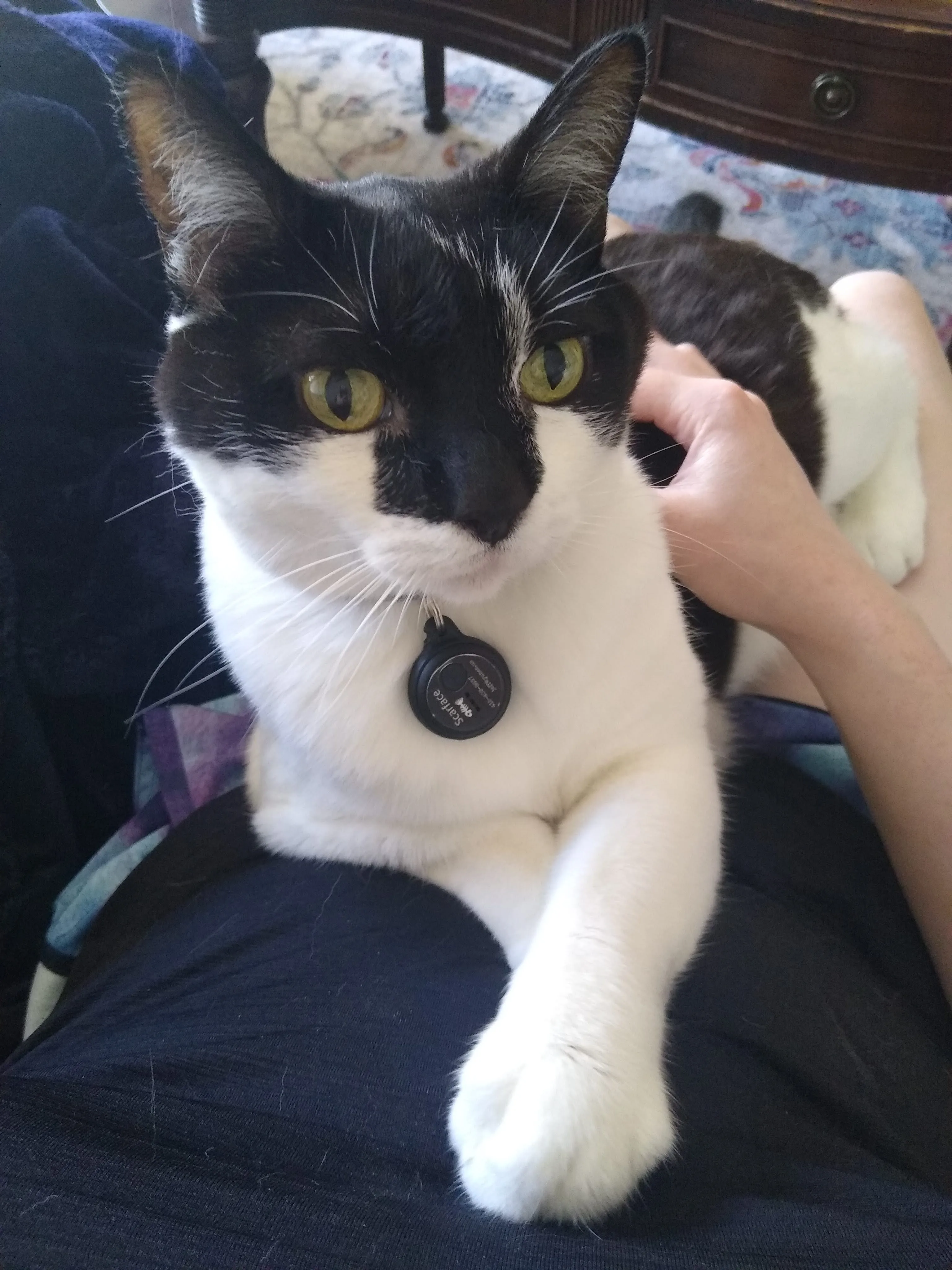 A pet in Rose's care