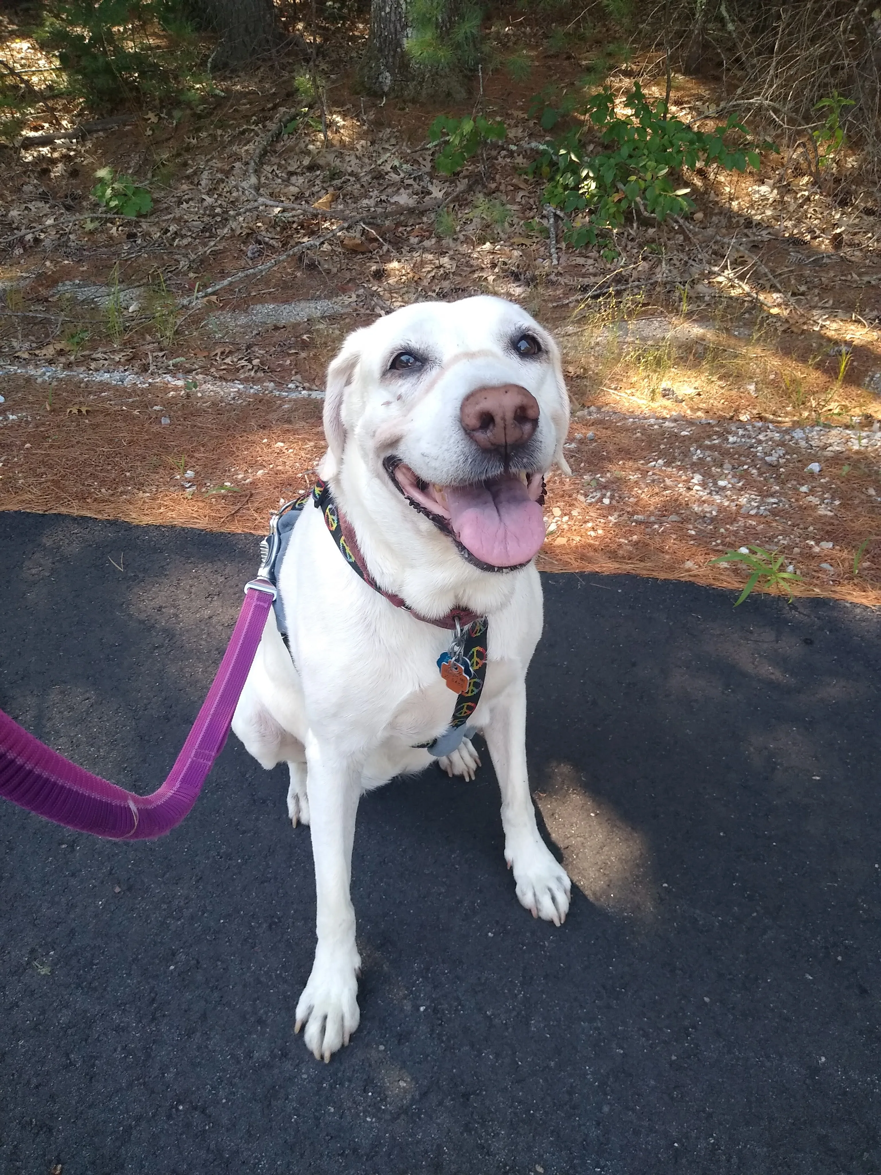 A pet in Rose's care