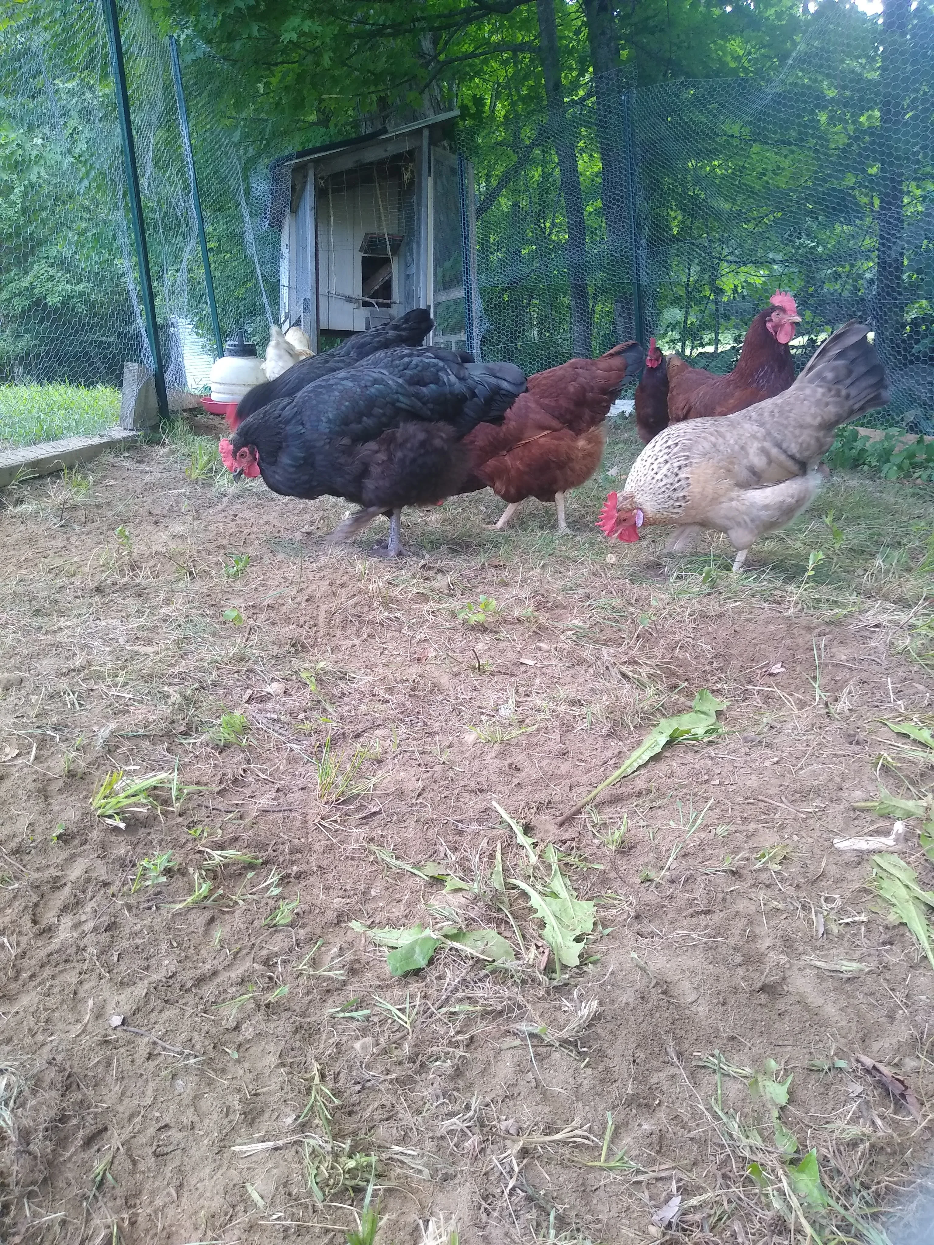 A pet in Rose's care