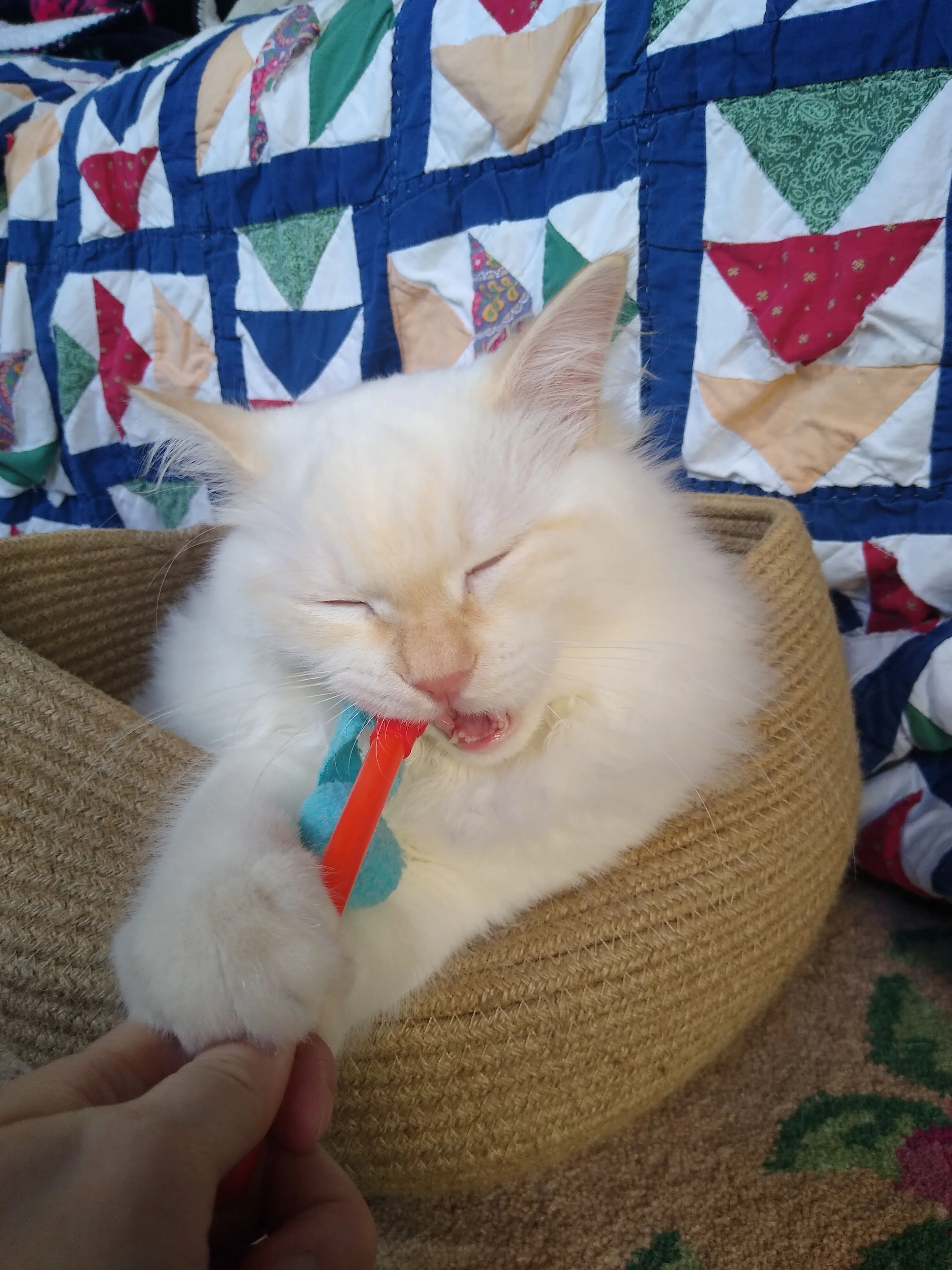 A pet in Rose's care