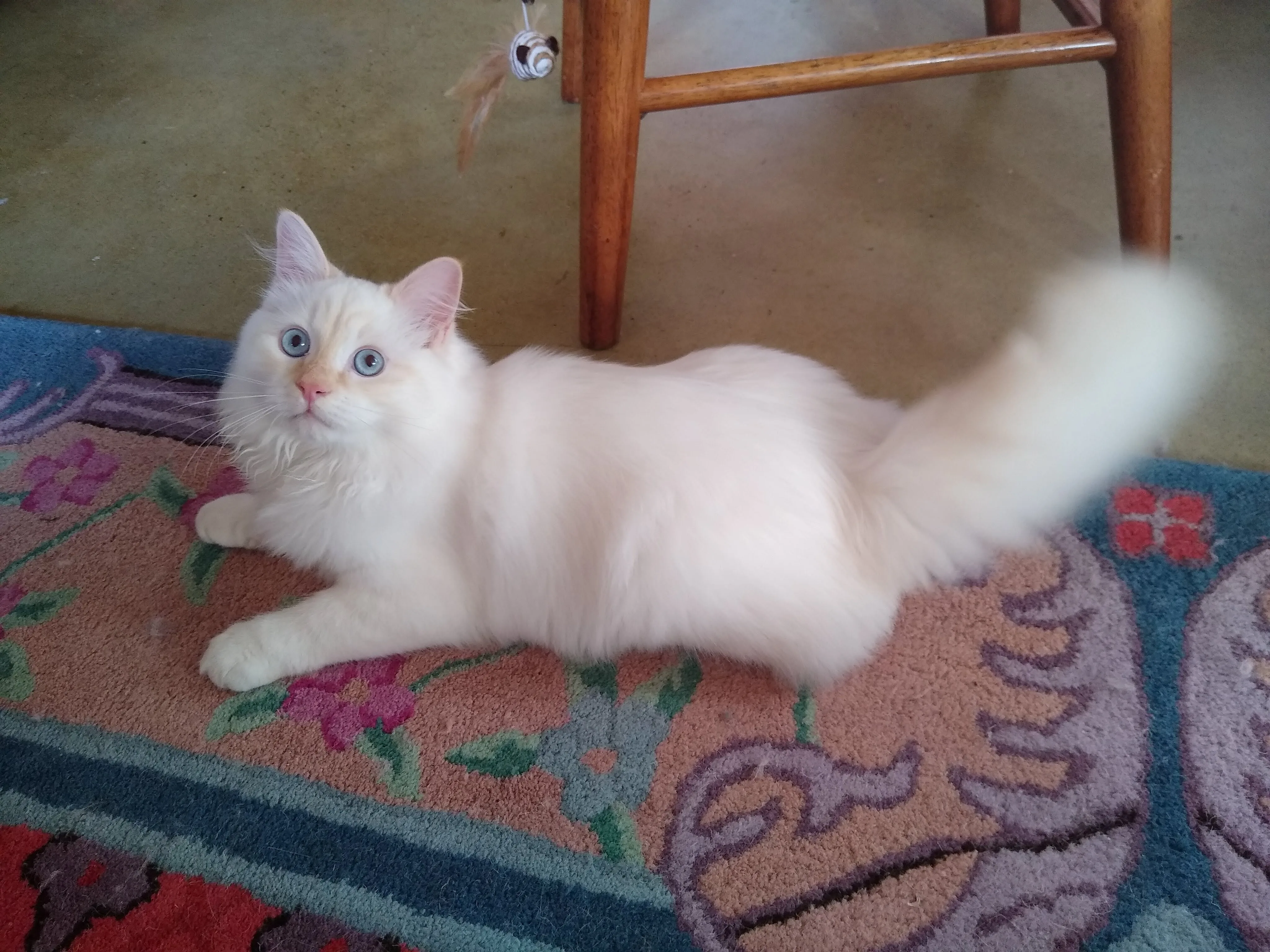 A pet in Rose's care